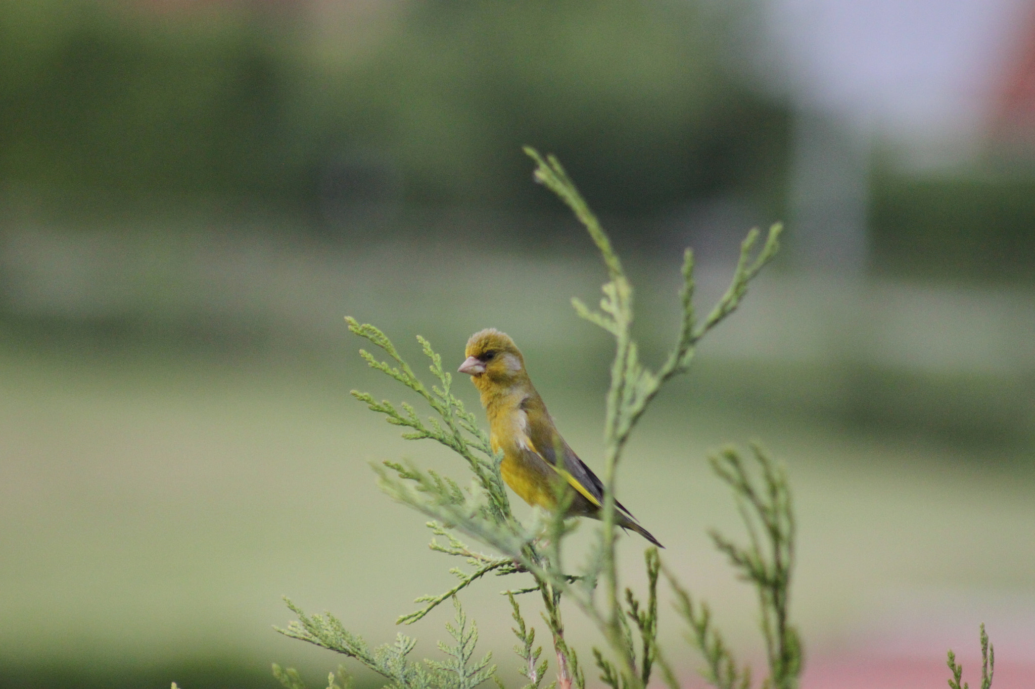Canon EF 75-300mm f/4-5.6 USM sample photo. My morning friend photography