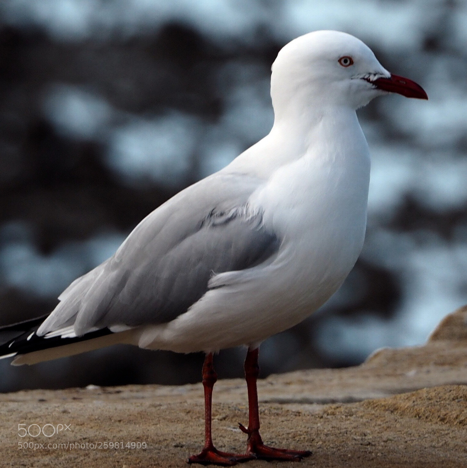 Olympus OM-D E-M10 sample photo. Little bird photography