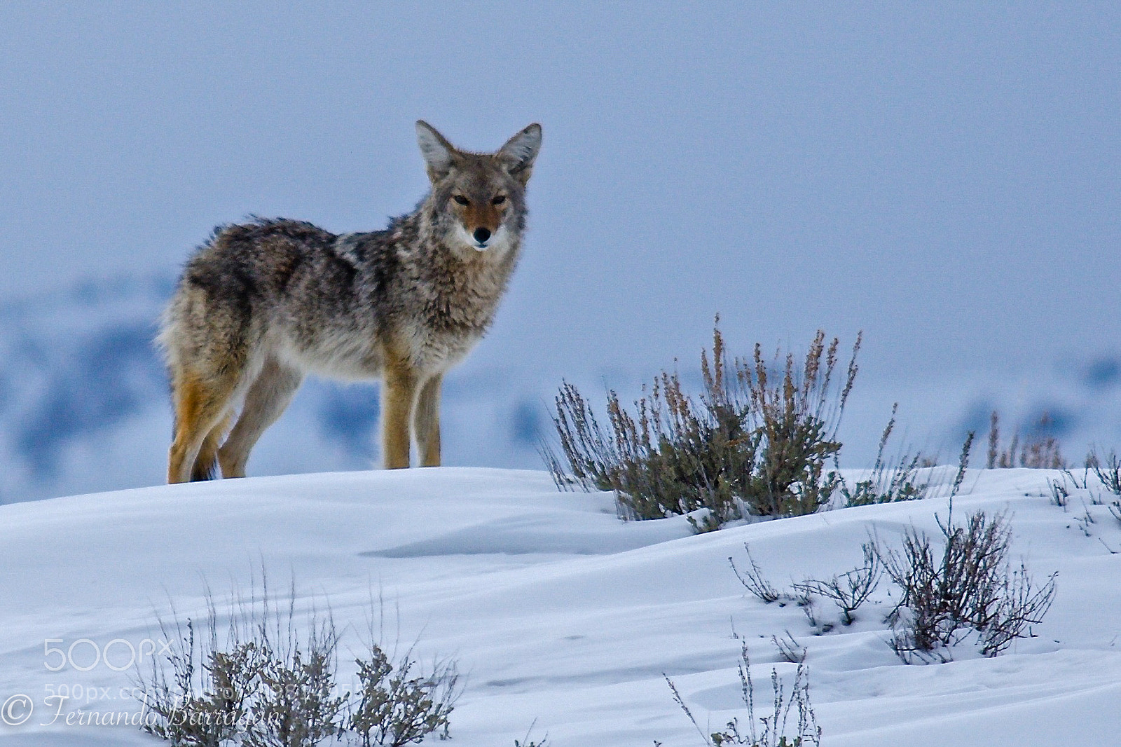 Nikon D7100 sample photo. Coyote en nieve photography