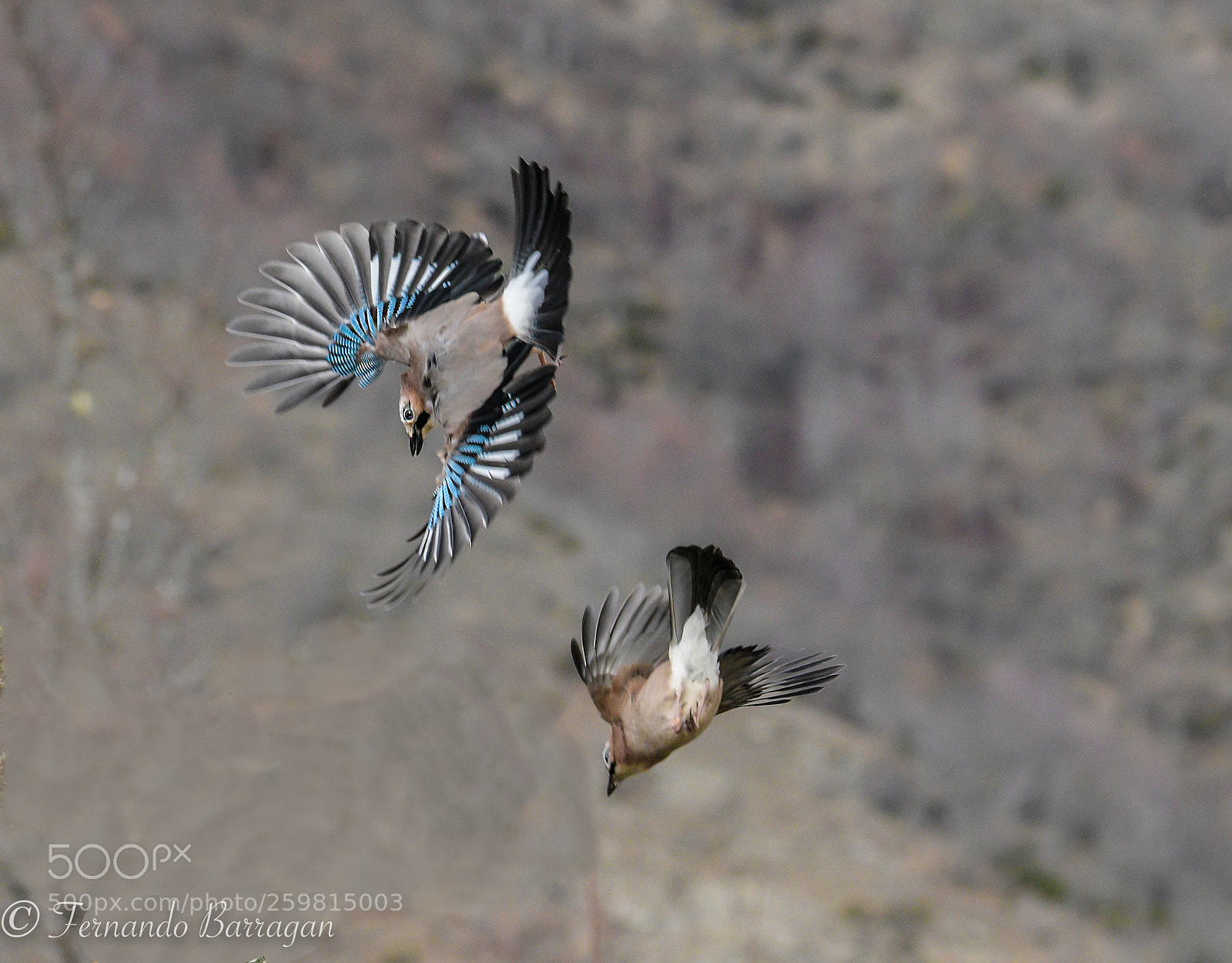 Nikon D500 sample photo. Arrendajo en vuelo photography