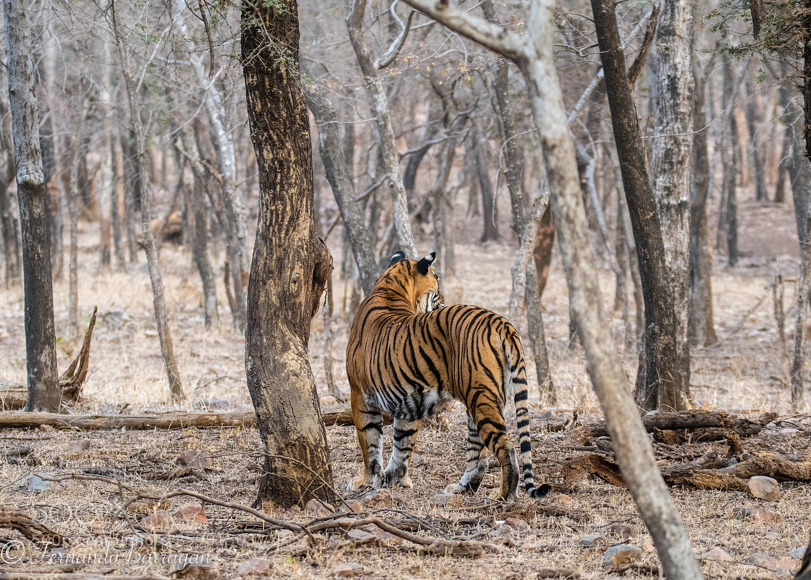Nikon D500 sample photo. Tigre y bosque photography