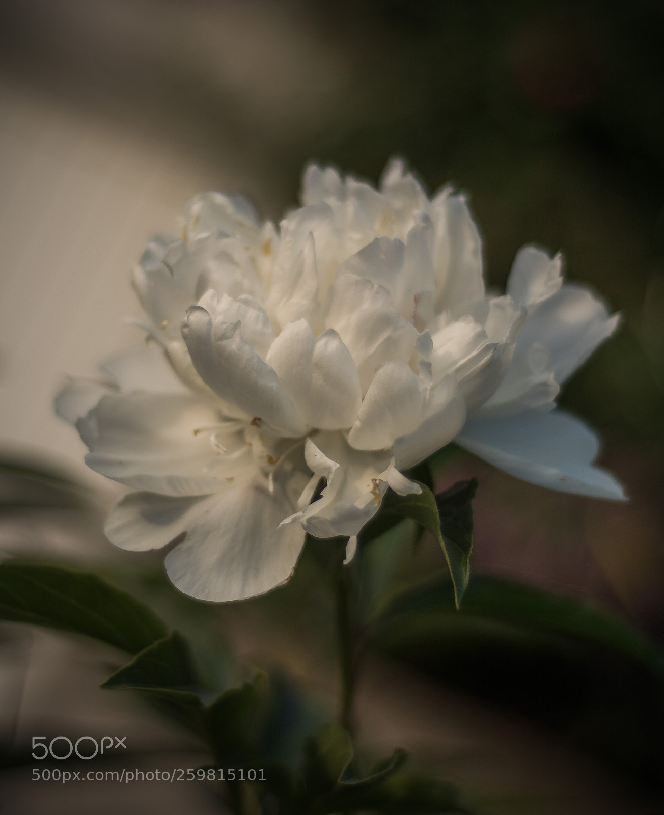 Nikon D7100 sample photo. Where the wild roses photography