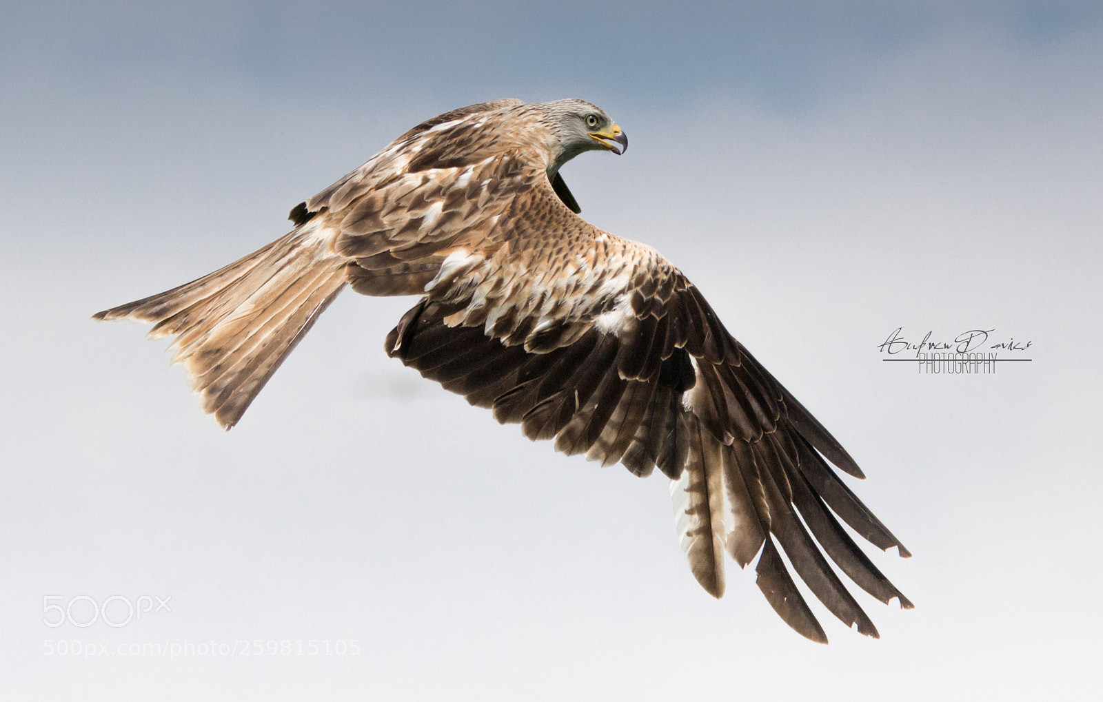 Canon EOS 7D Mark II sample photo. Red kite photography
