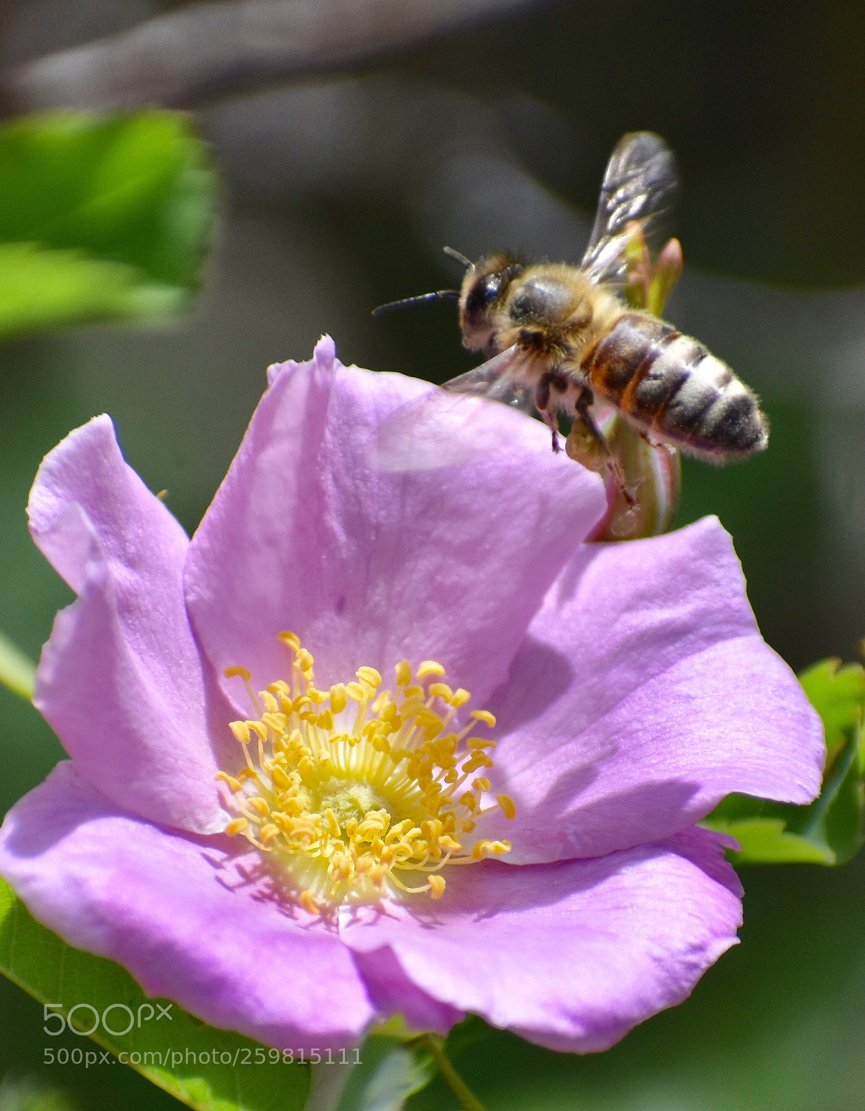 Nikon D3400 sample photo. Pollen photography