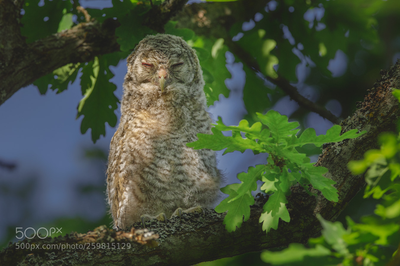 Canon EOS 5D Mark IV sample photo. Tawny owl photography