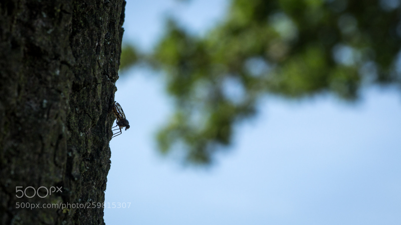 Canon EOS 700D (EOS Rebel T5i / EOS Kiss X7i) sample photo. Fly on the trunk photography
