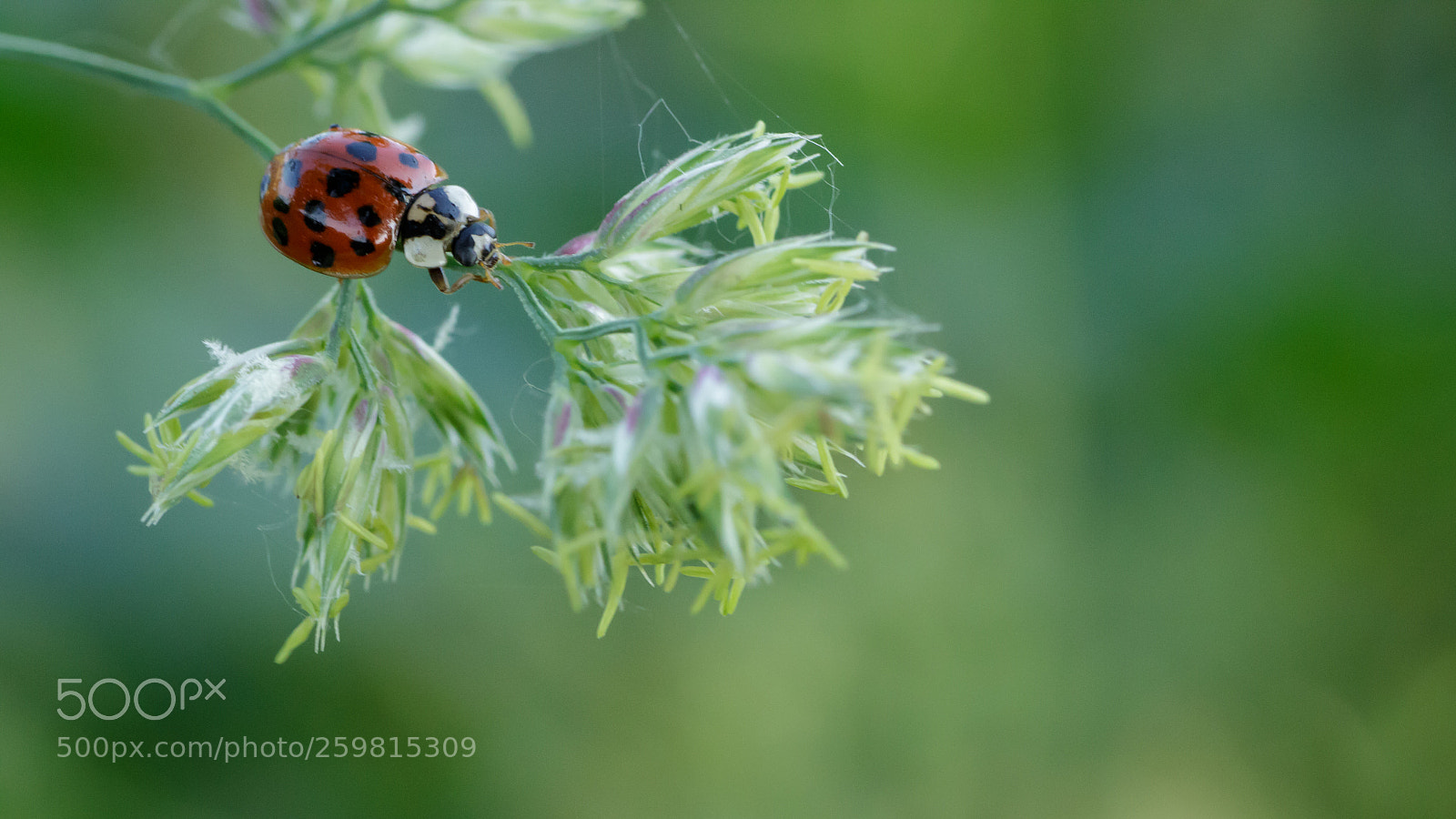 Canon EOS 700D (EOS Rebel T5i / EOS Kiss X7i) sample photo. Pretty little ladybug photography