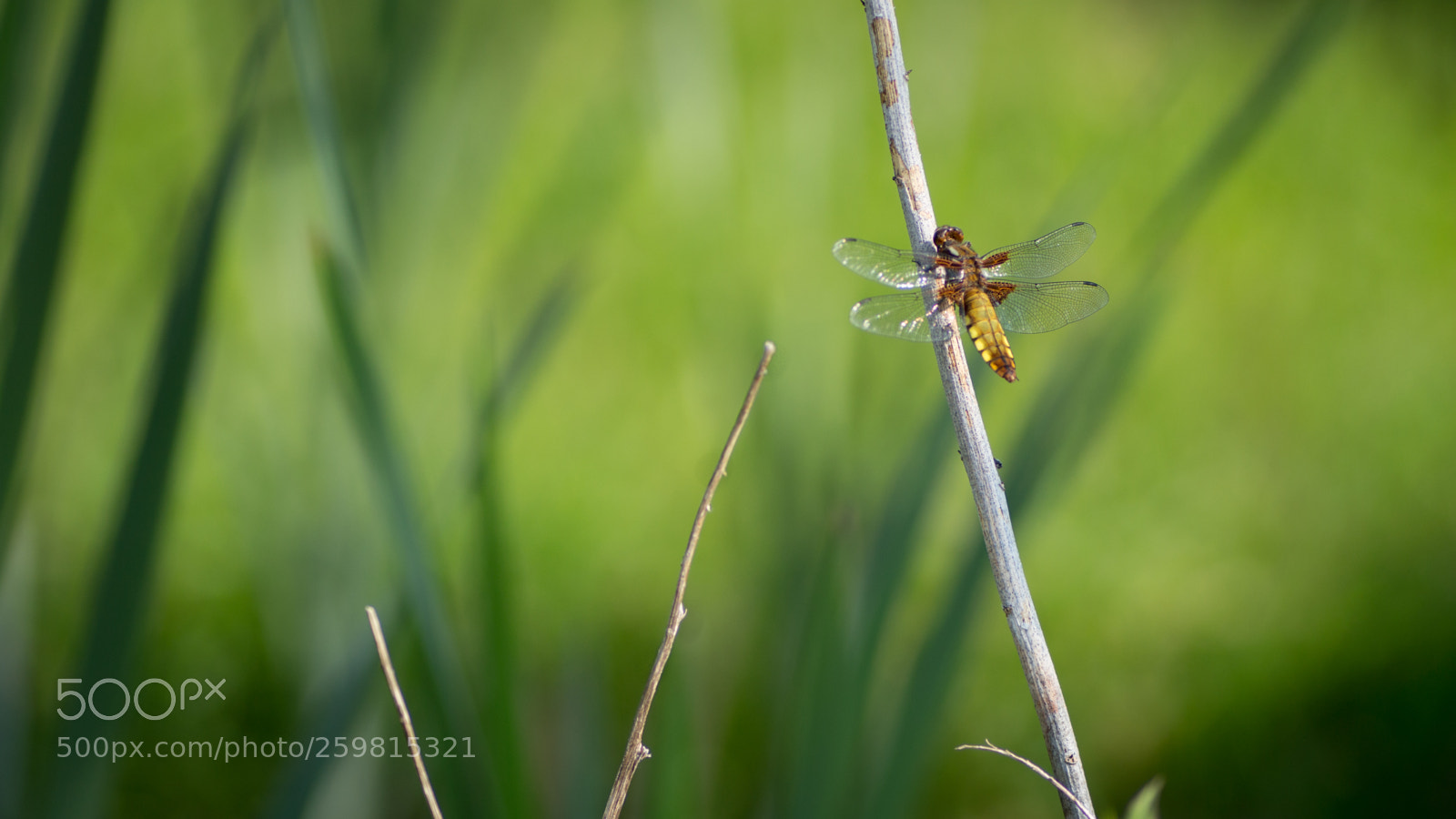 Canon EOS 700D (EOS Rebel T5i / EOS Kiss X7i) sample photo. Libellula depressa, female photography