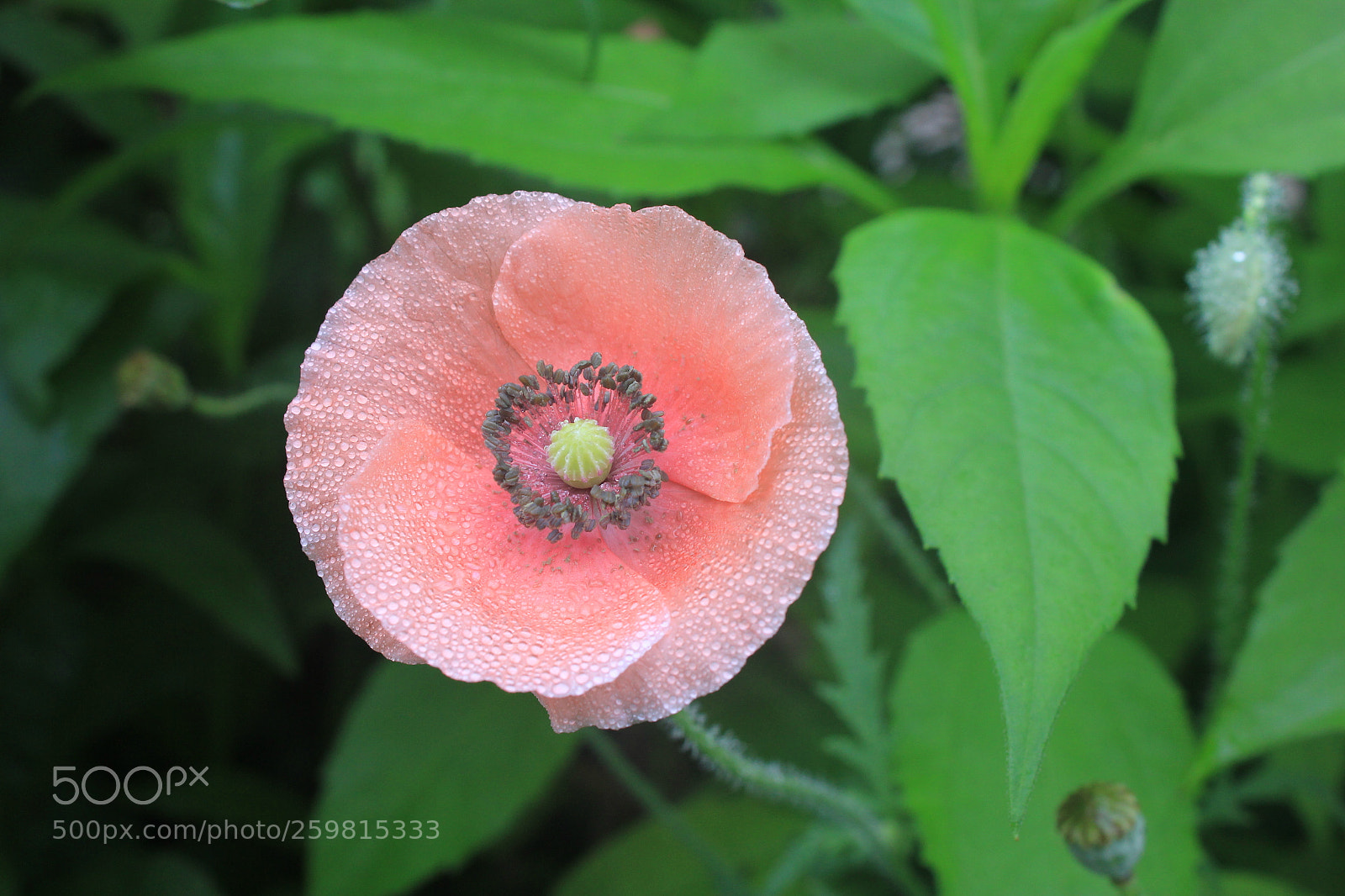 Canon EF-S 18-55mm F3.5-5.6 IS sample photo. Small flower photography