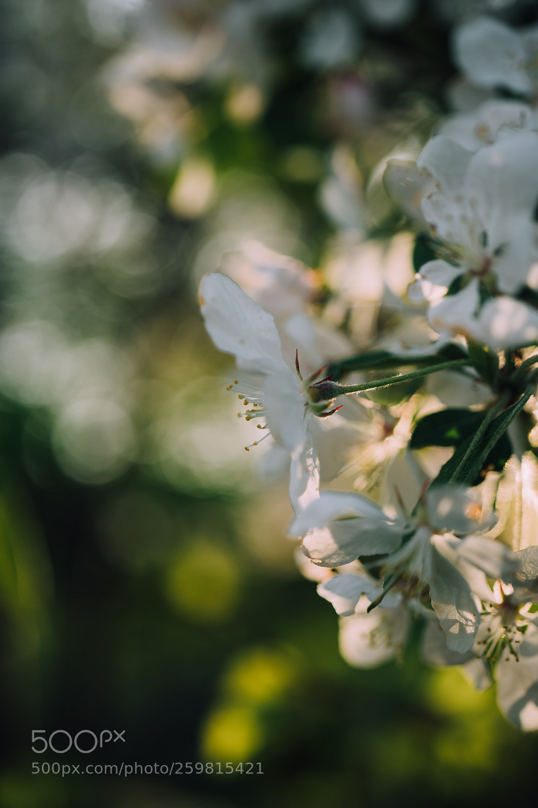 Sony a7 II sample photo. Cherry blossom bokeh photography