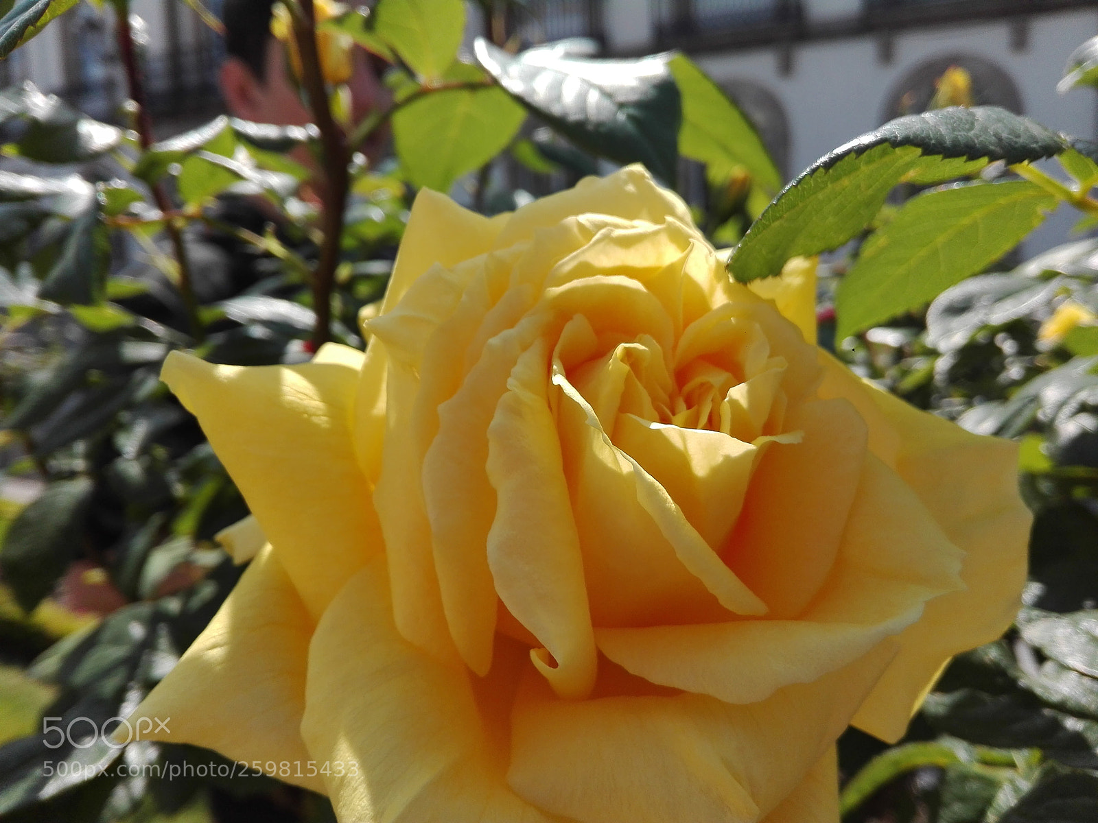 HUAWEI P8 Lite sample photo. Untitled photography