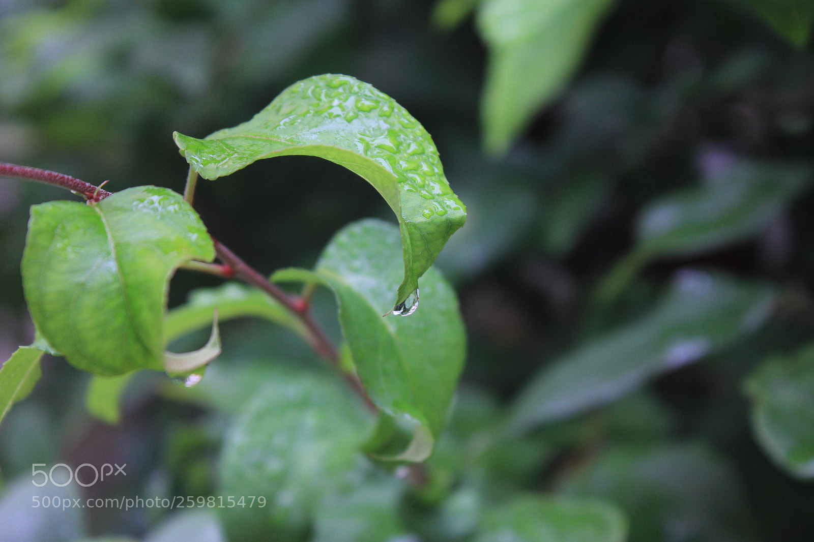 Canon EF-S 18-55mm F3.5-5.6 IS sample photo. Shine photography