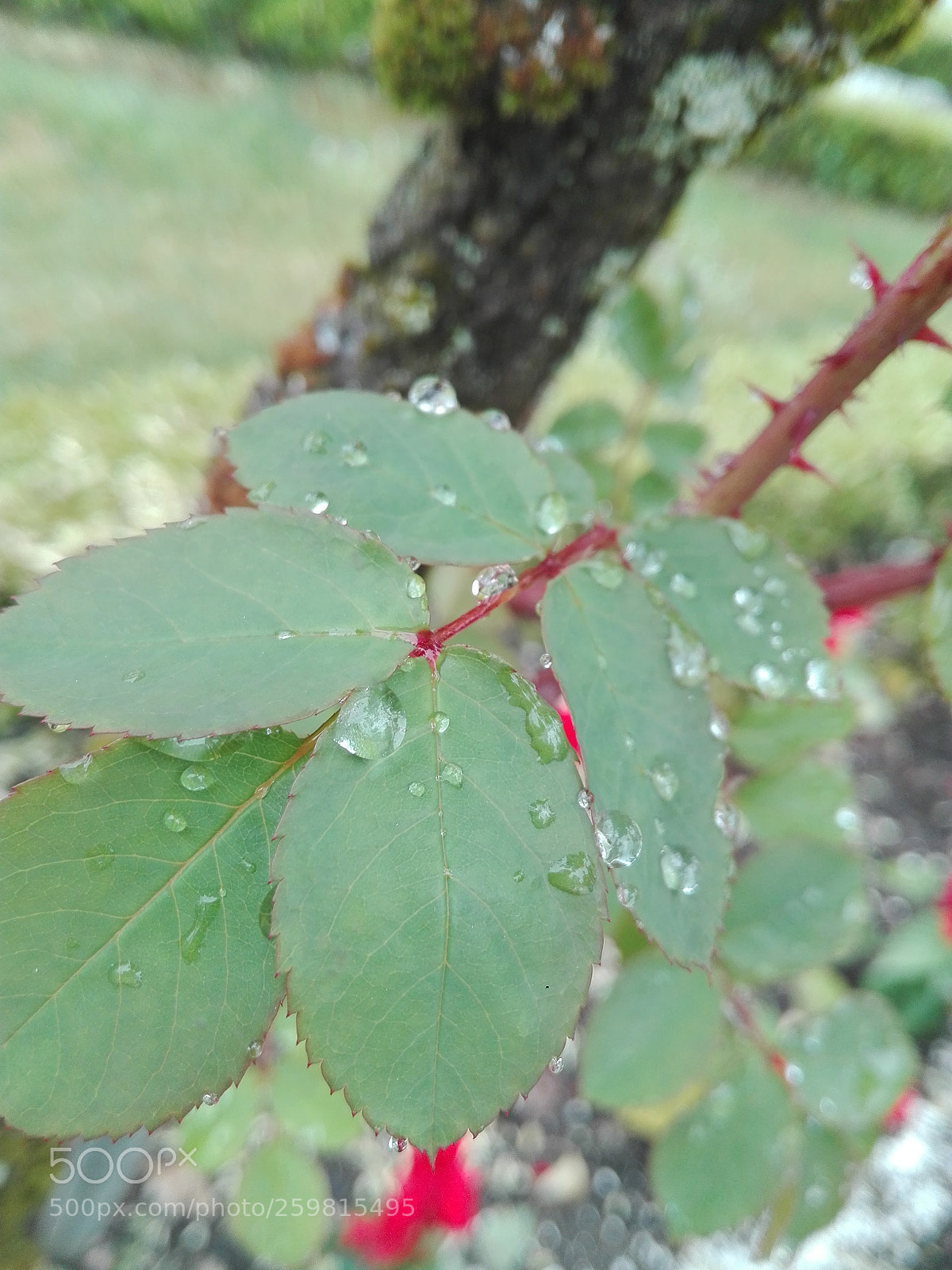 HUAWEI P8 Lite sample photo. Untitled photography