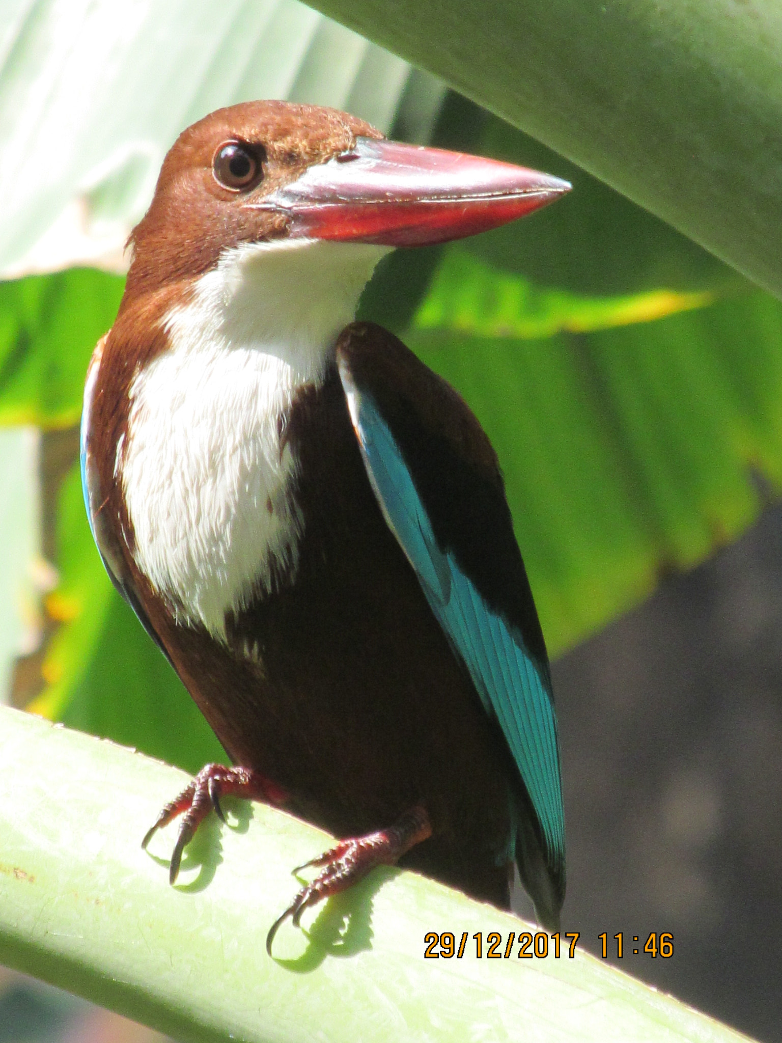Canon PowerShot SX150 IS sample photo. White-throated kingfisher photography