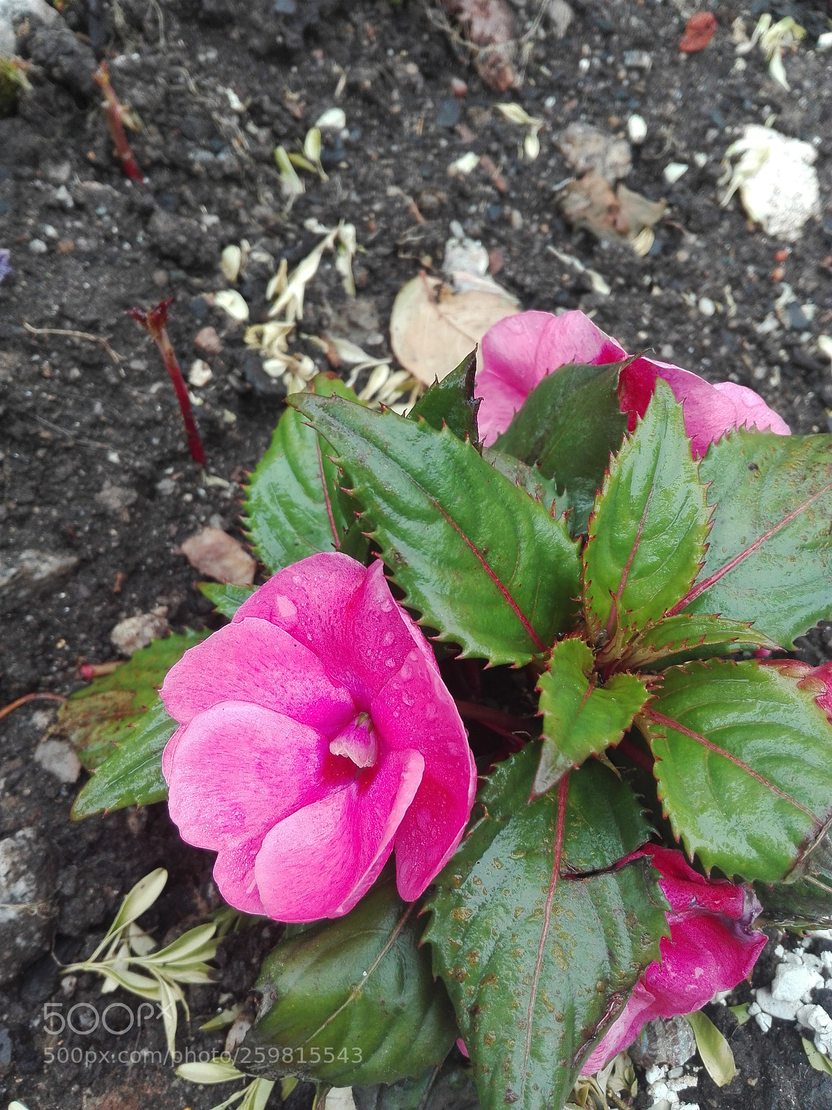 HUAWEI P8 Lite sample photo. Untitled photography