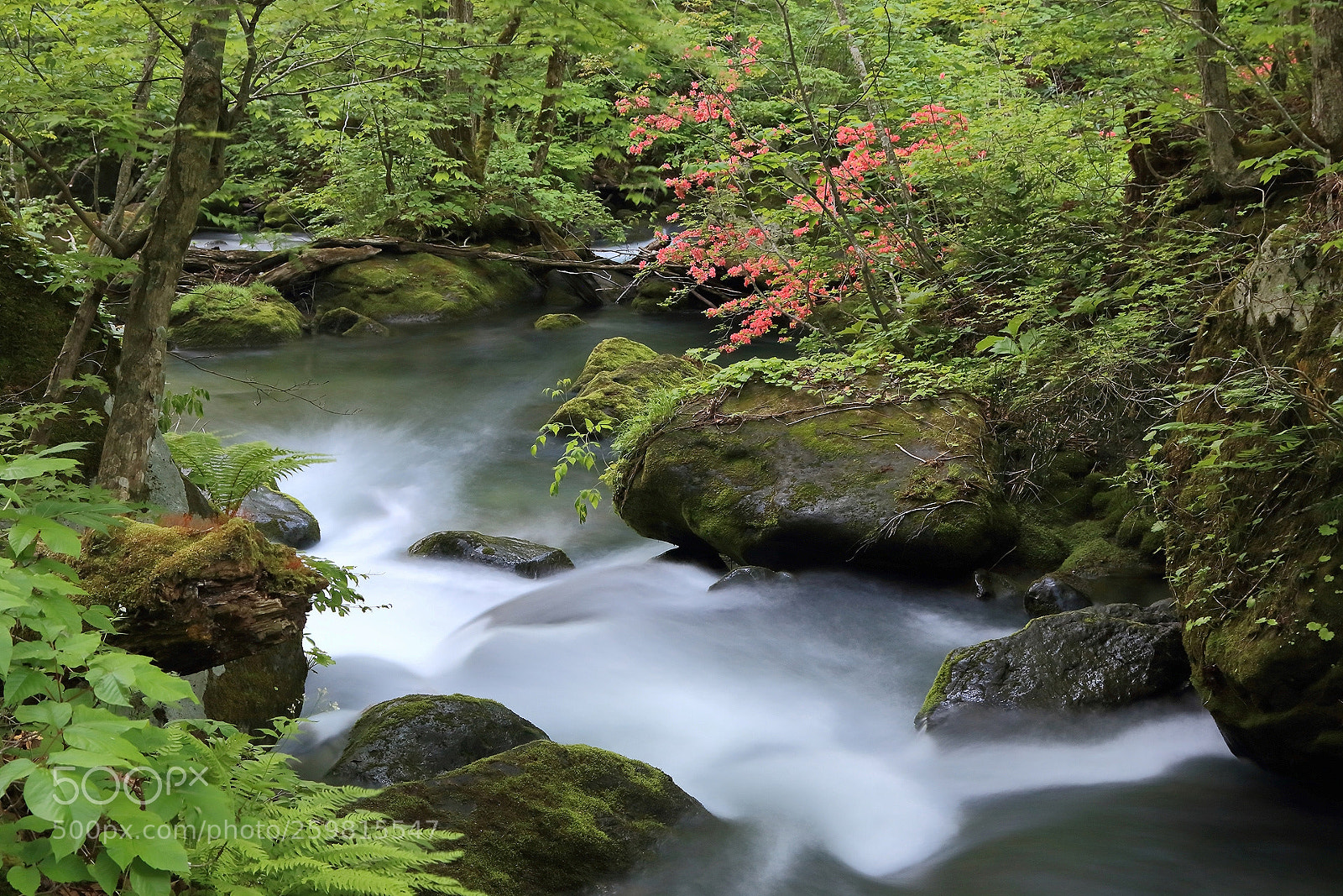 Canon EOS 70D sample photo. Spring stream iv photography