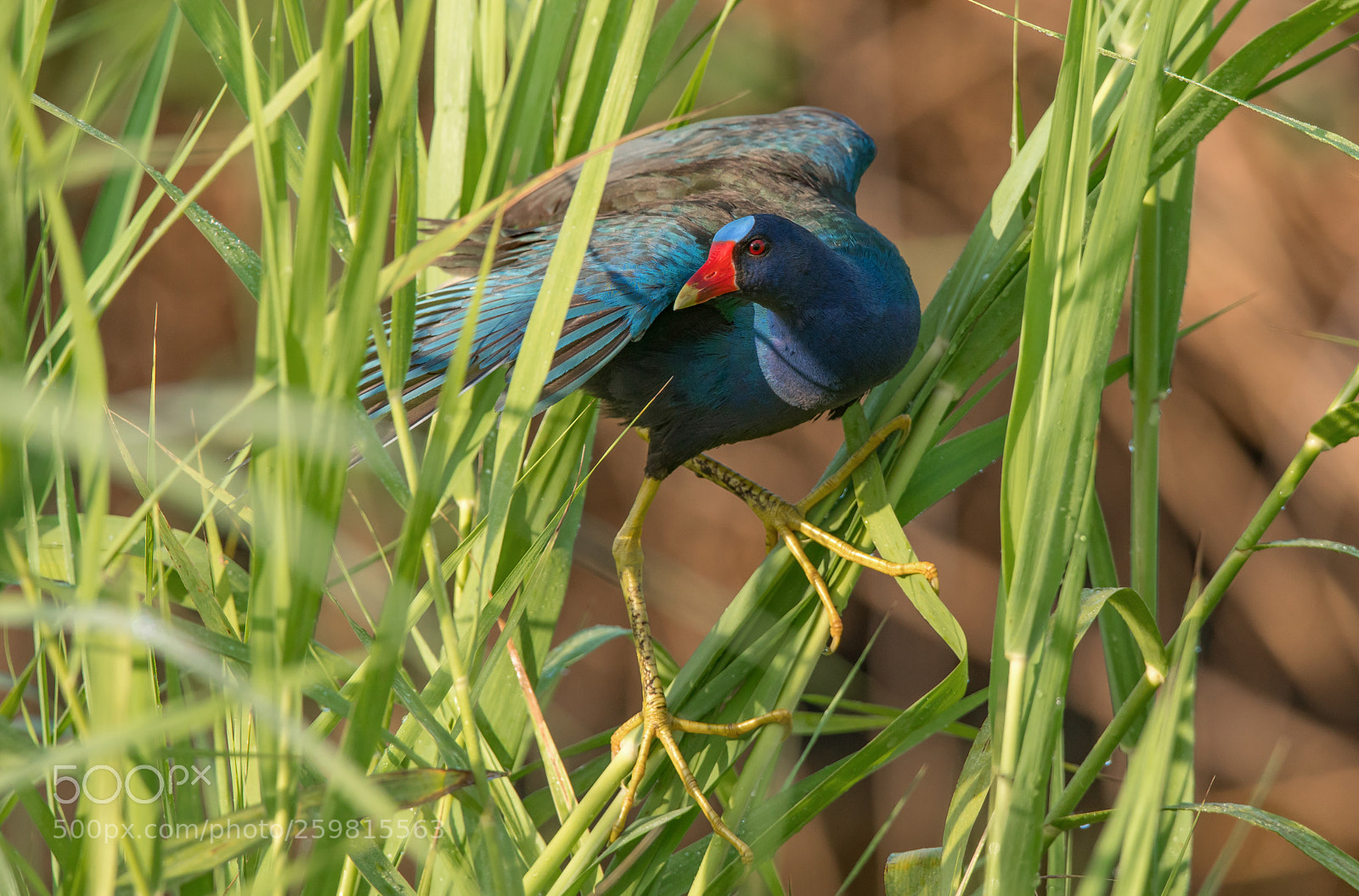 Sony a7R II sample photo. Purple gallinule photography