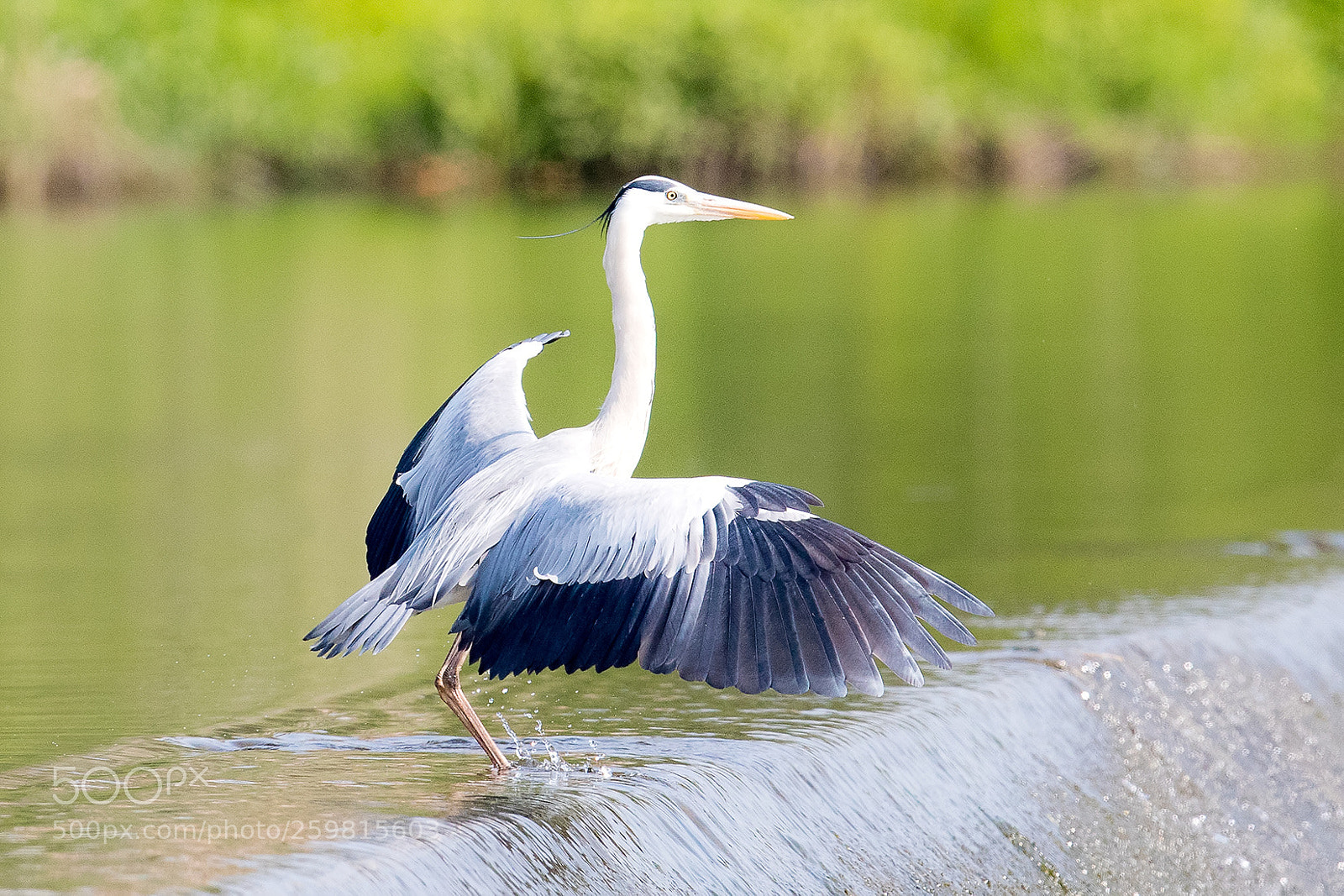Canon EOS-1D X Mark II sample photo. 왜가리 photography