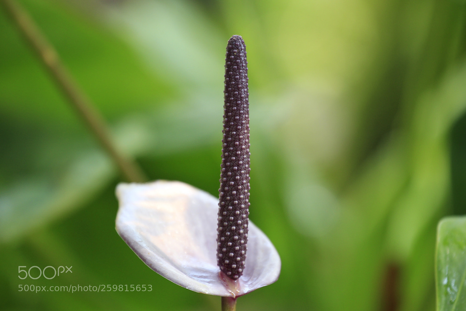 Canon EOS-1D Mark IV sample photo. Untitled photography