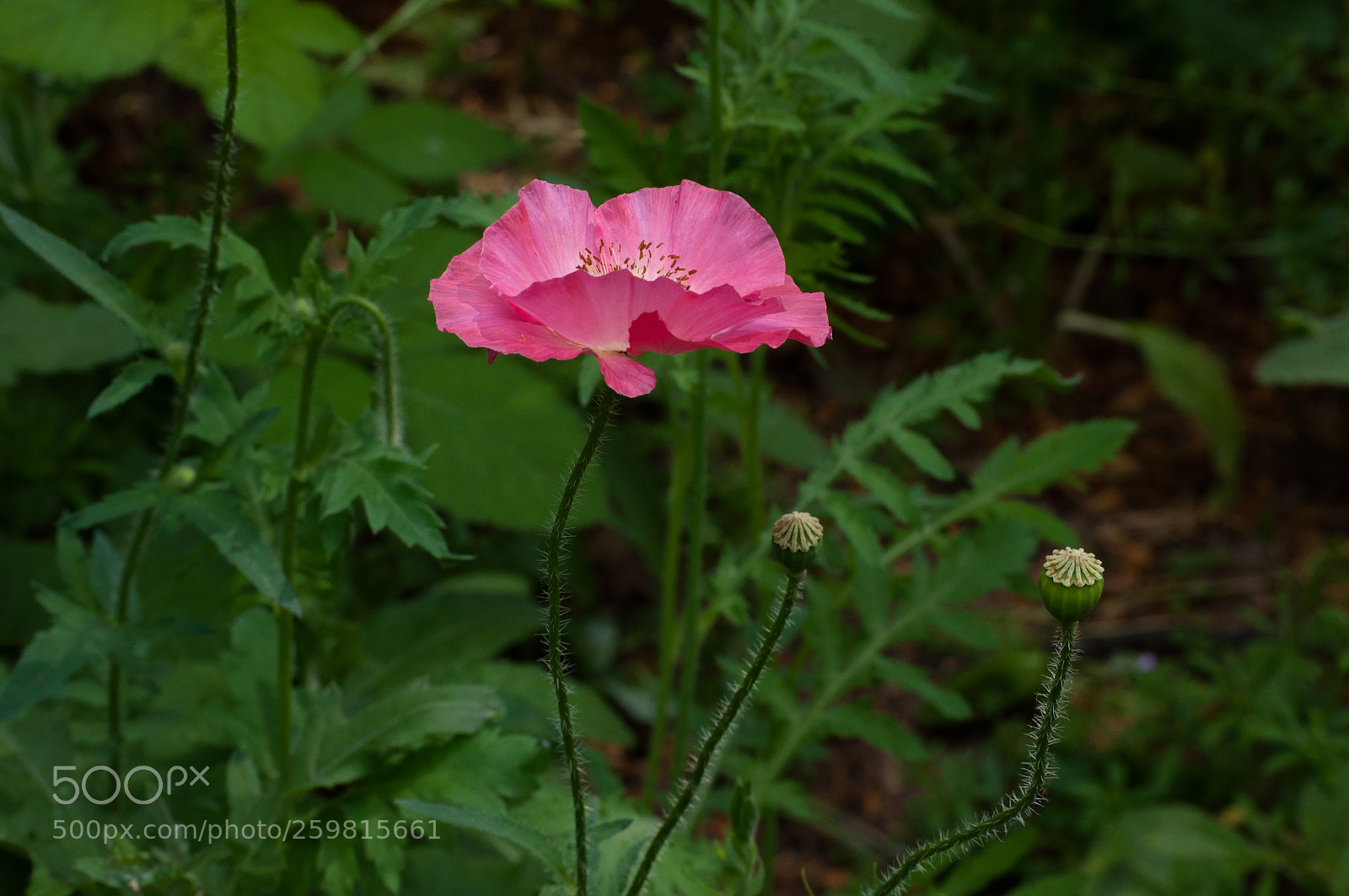 Nikon D90 sample photo. Succession photography