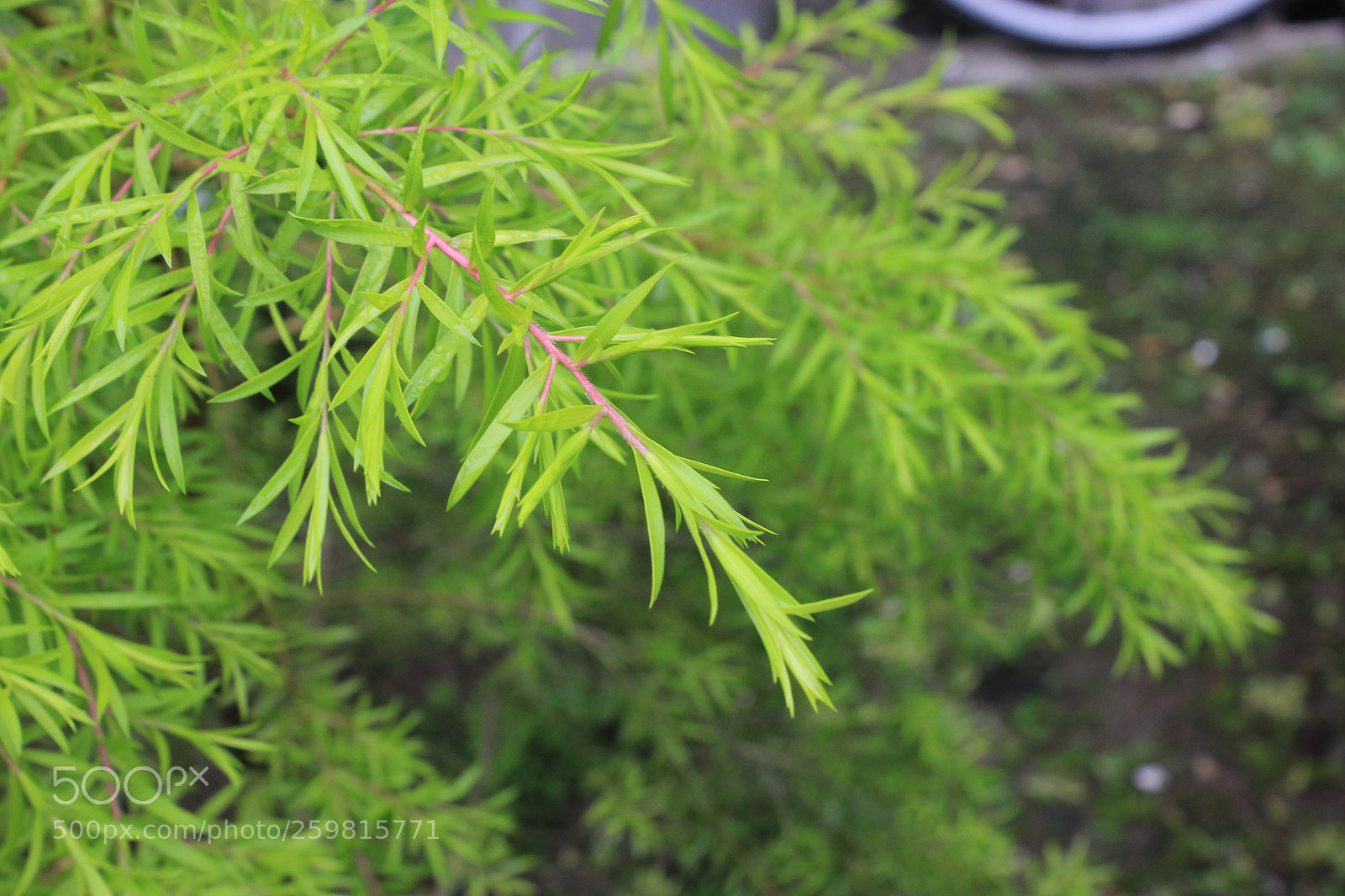 Canon EF-S 18-55mm F3.5-5.6 IS sample photo. Softly photography