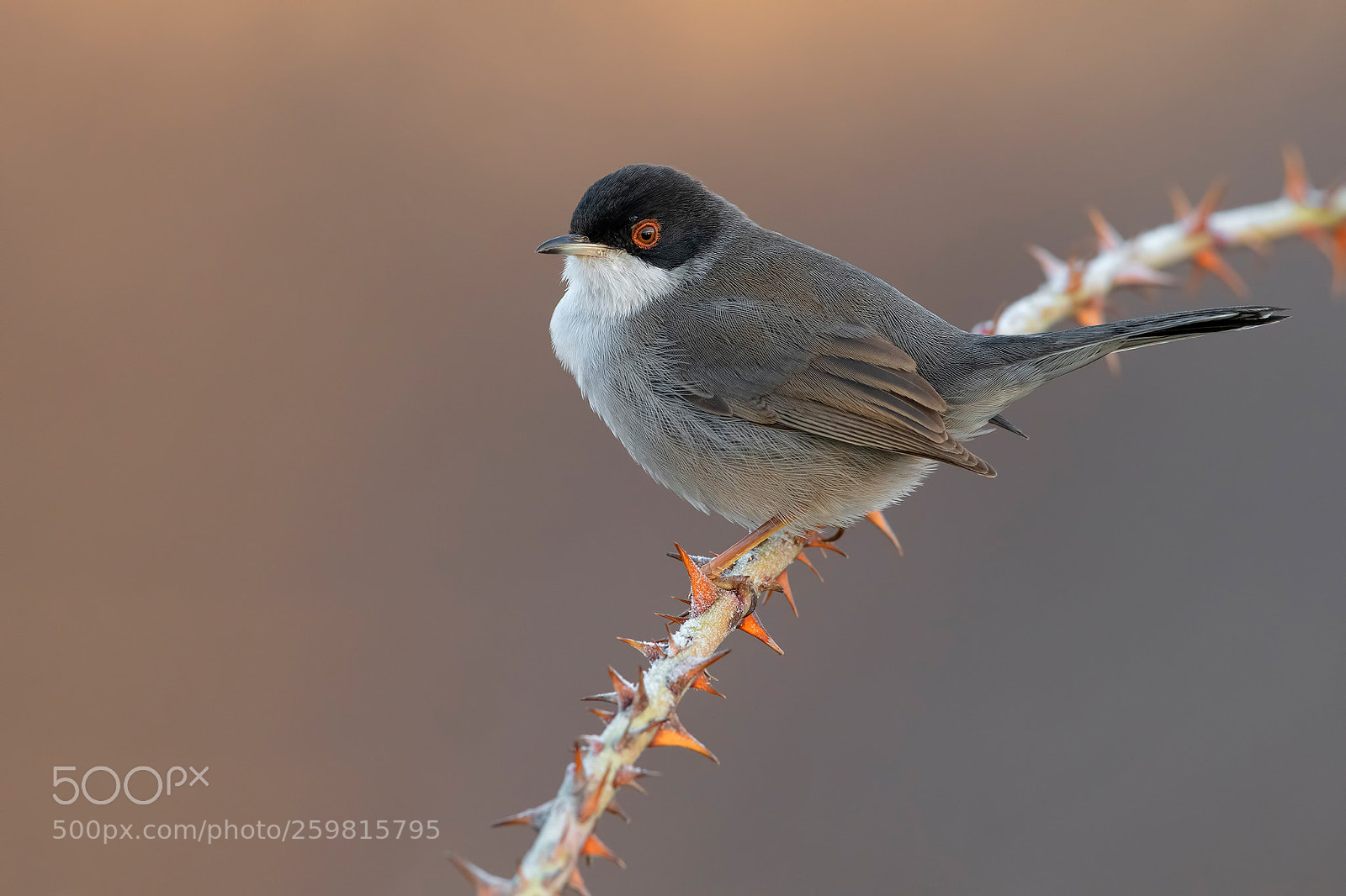 Nikon D850 sample photo. Sardinian warbler photography