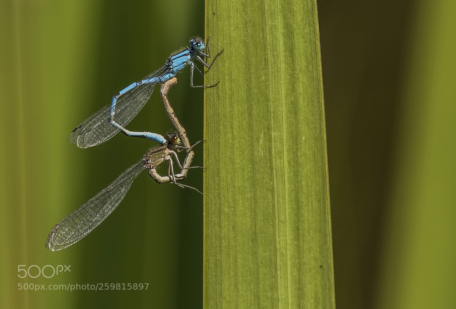 Canon EOS 7D Mark II sample photo. Damselflys photography