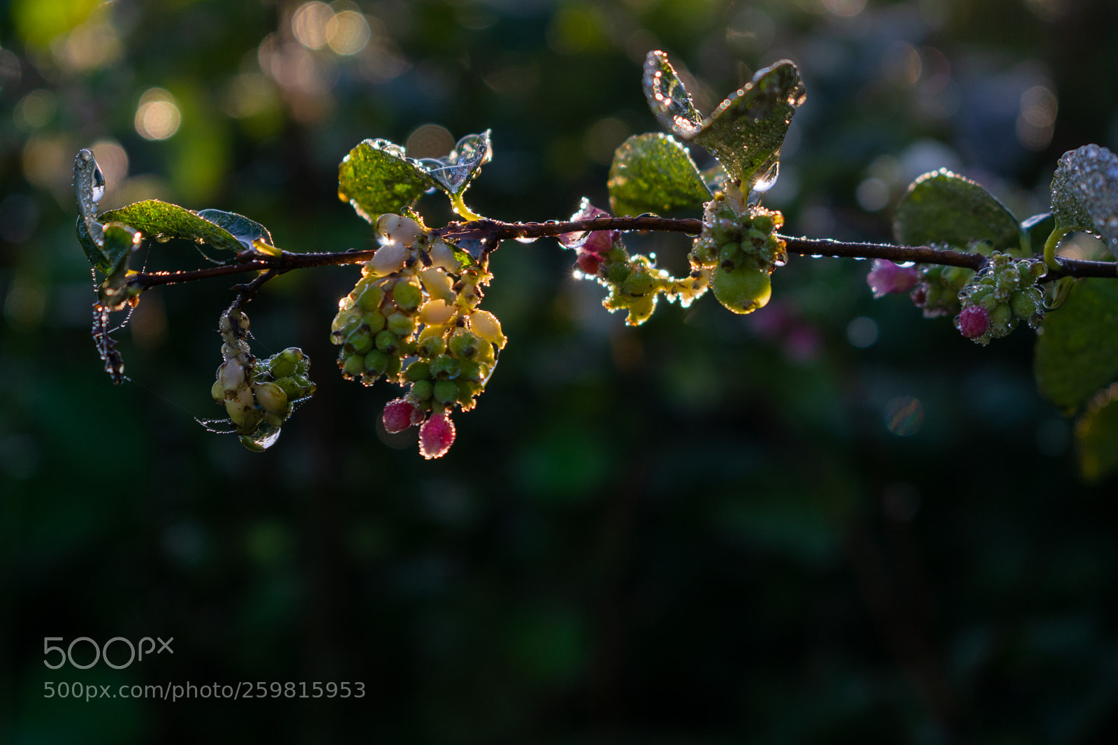 Nikon D3300 sample photo. Berry photography