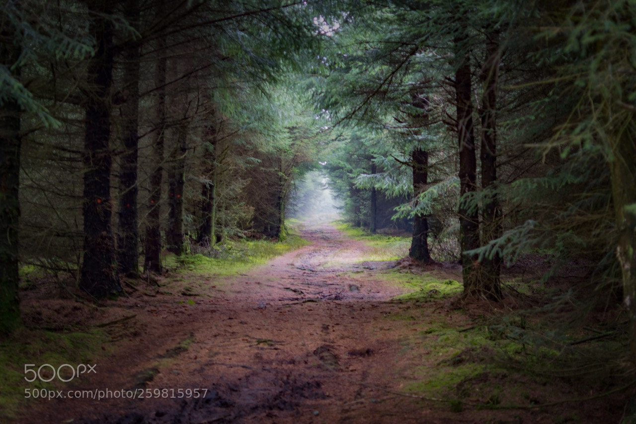 Nikon D7200 sample photo. A path through the photography