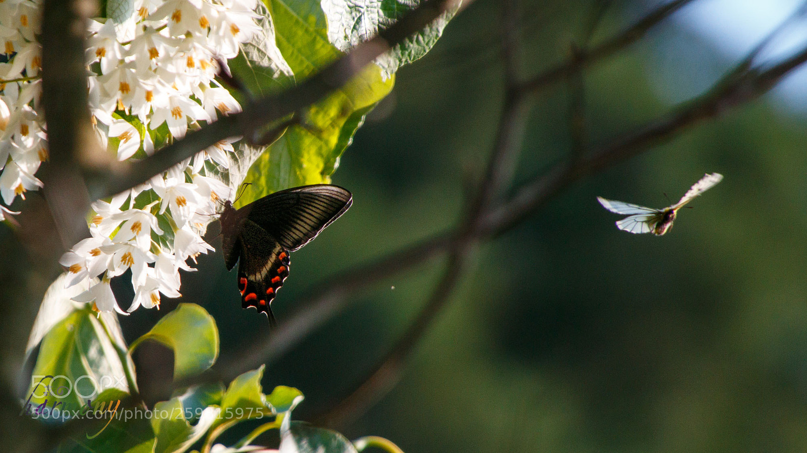 Canon EOS 70D sample photo. To the flowers photography
