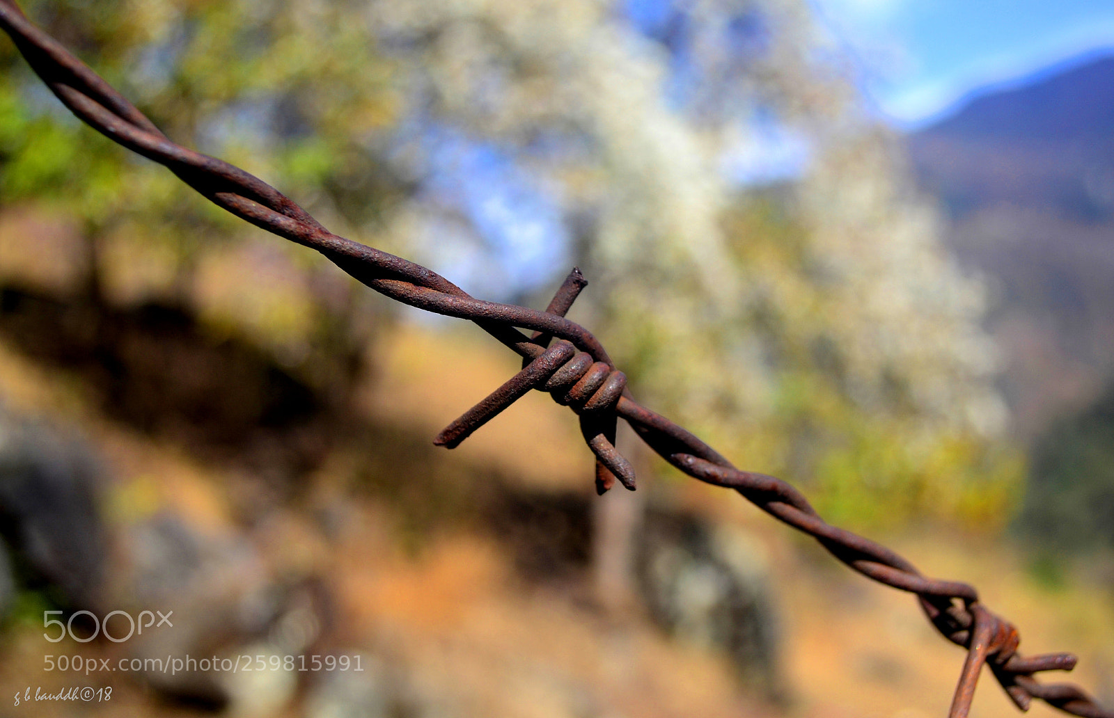Nikon D3100 sample photo. Thorn and flower photography