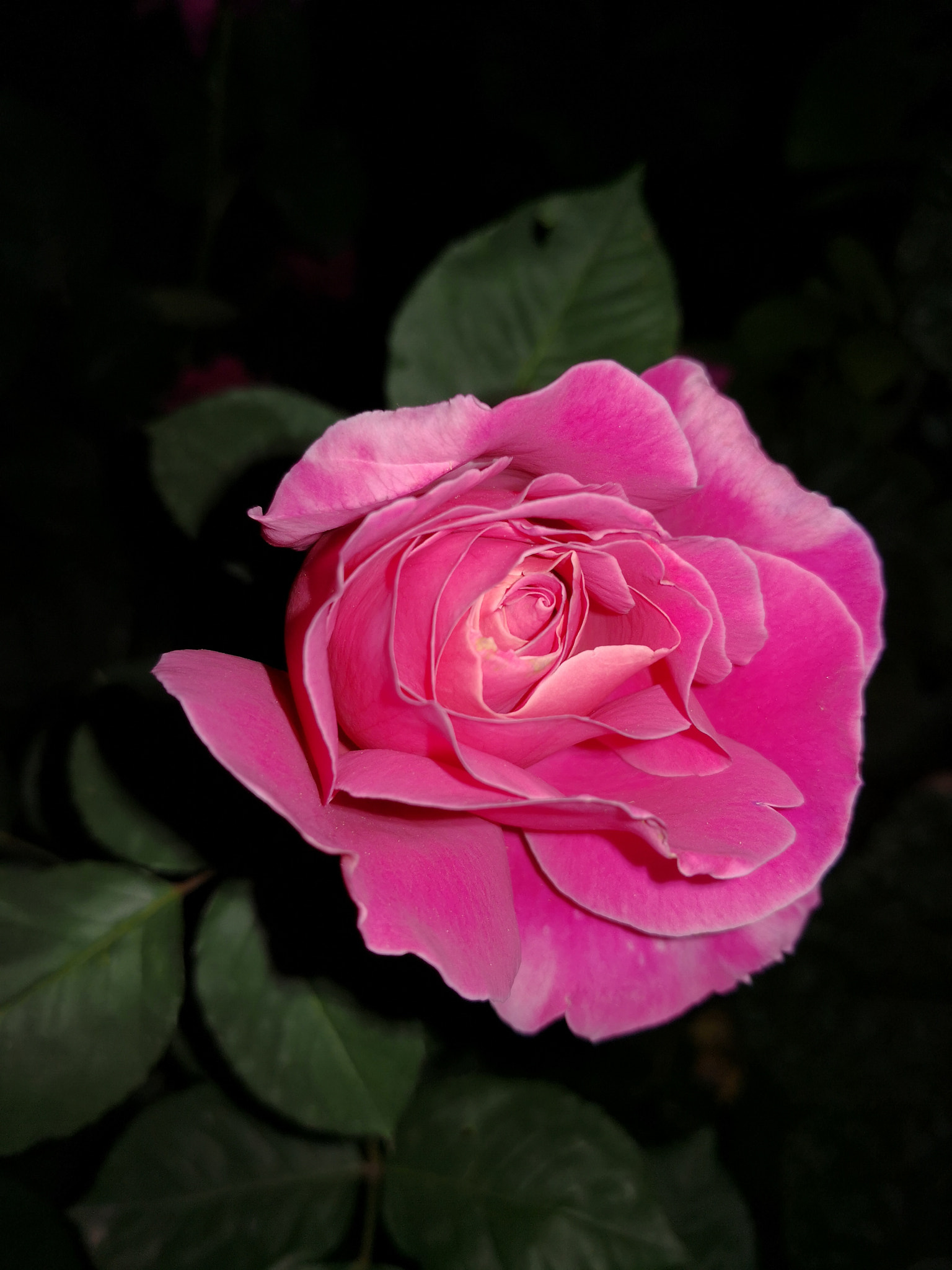 HUAWEI Mate 10 sample photo. Untitled photography