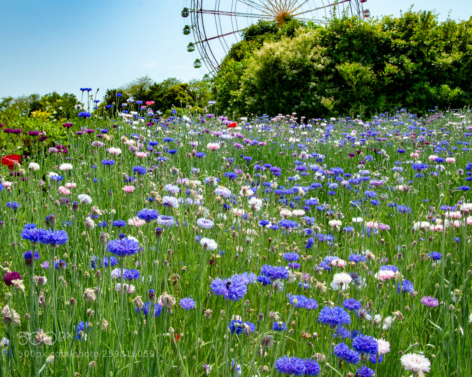 Nikon D7200 sample photo. Cornflower photography