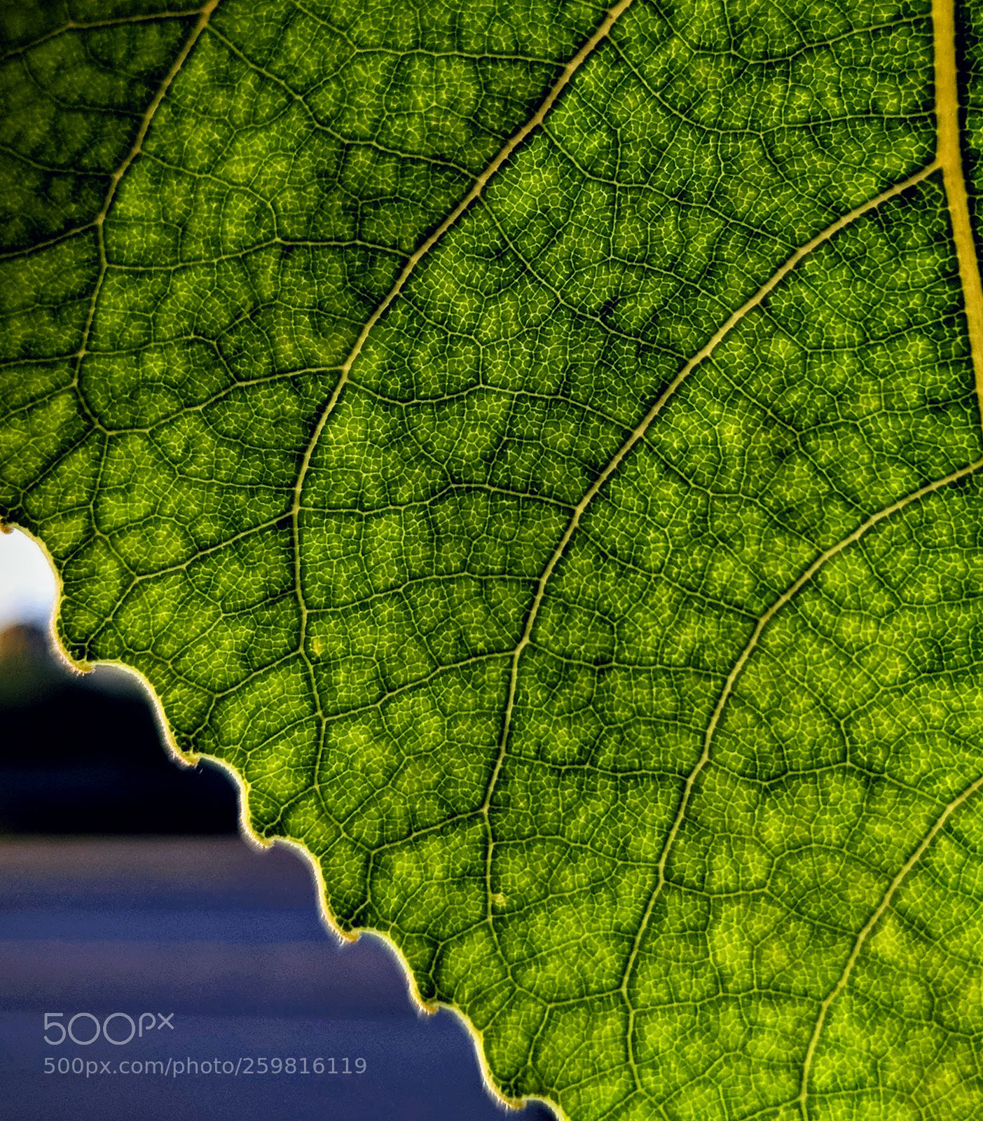 Google Pixel 2 sample photo. Leaf study photography