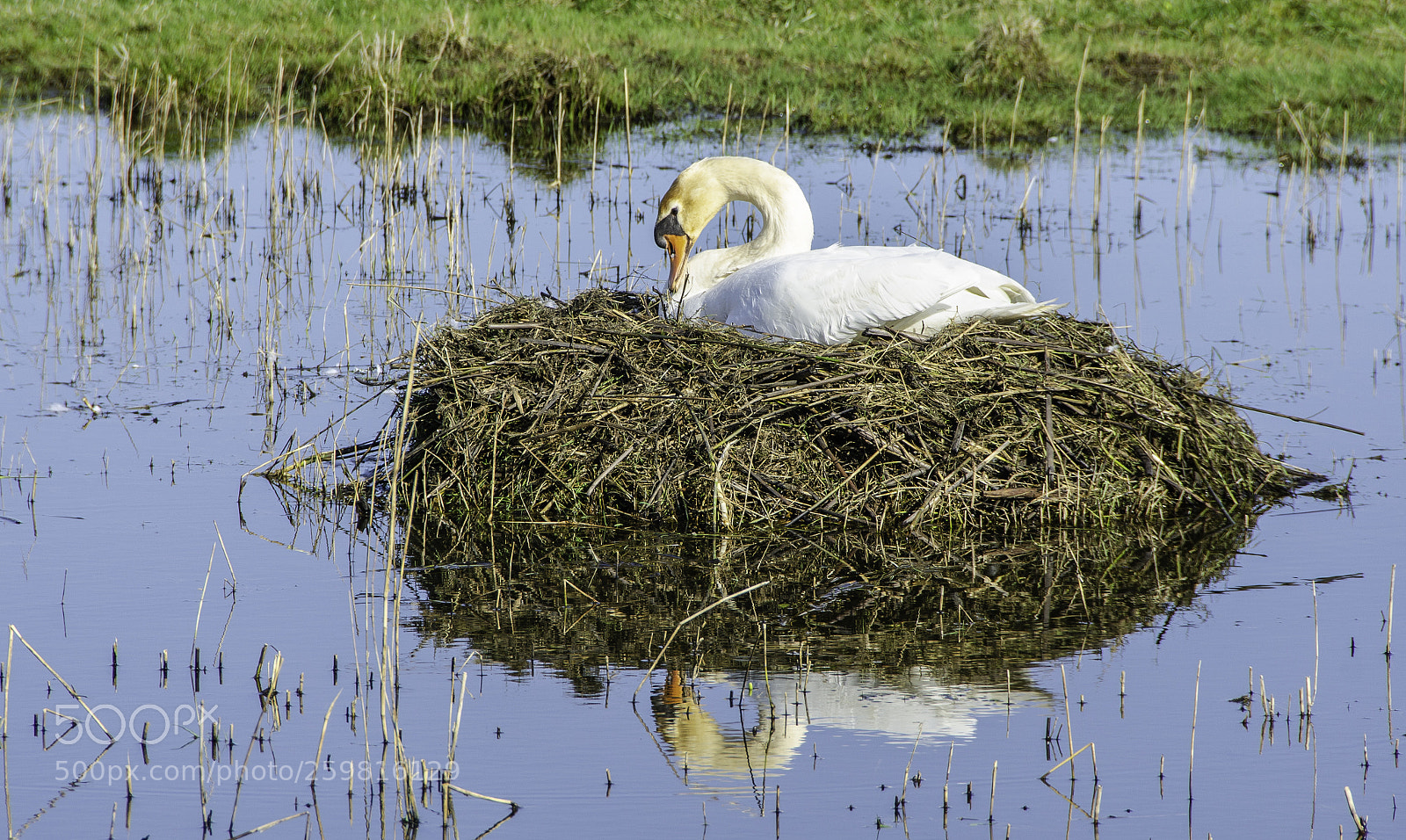 Nikon D7000 sample photo. Swan on the nest photography