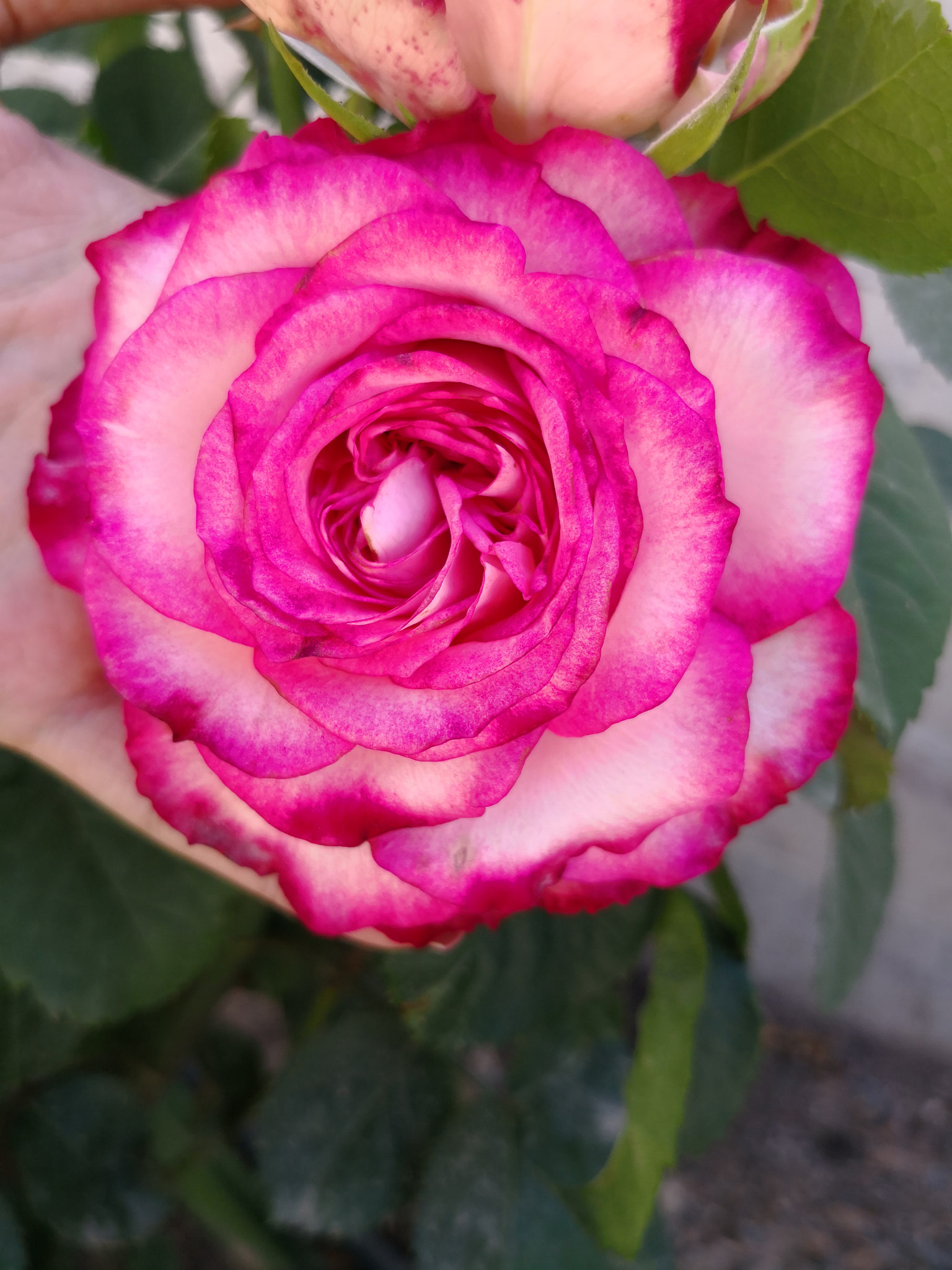 HUAWEI Mate 10 sample photo. Untitled photography
