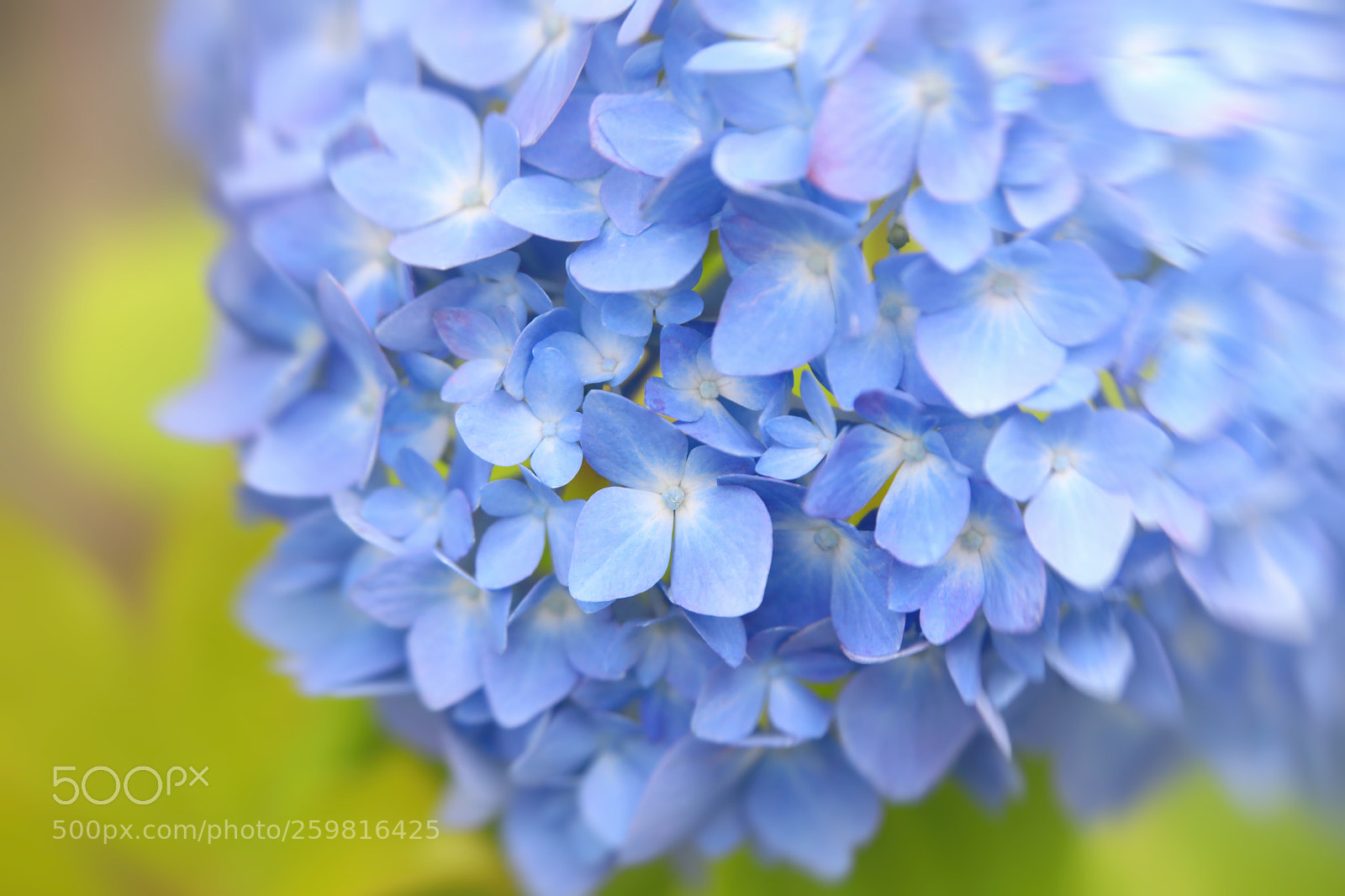 Canon EOS 5D Mark IV sample photo. Blue flowers of hydrangea photography