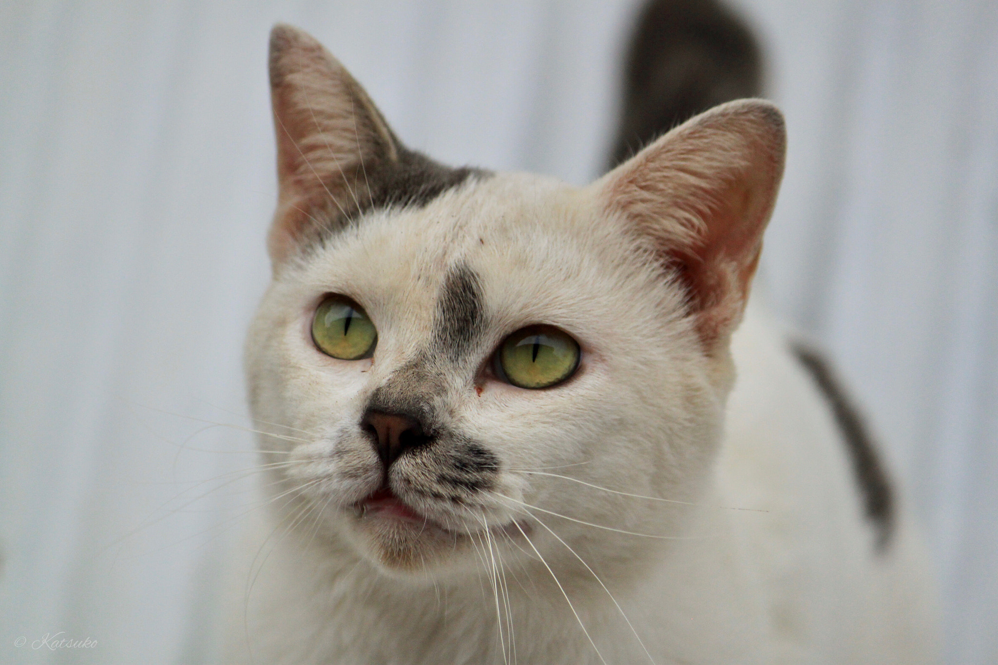 Canon EOS 500D (EOS Rebel T1i / EOS Kiss X3) sample photo. Mixed breed cat photography