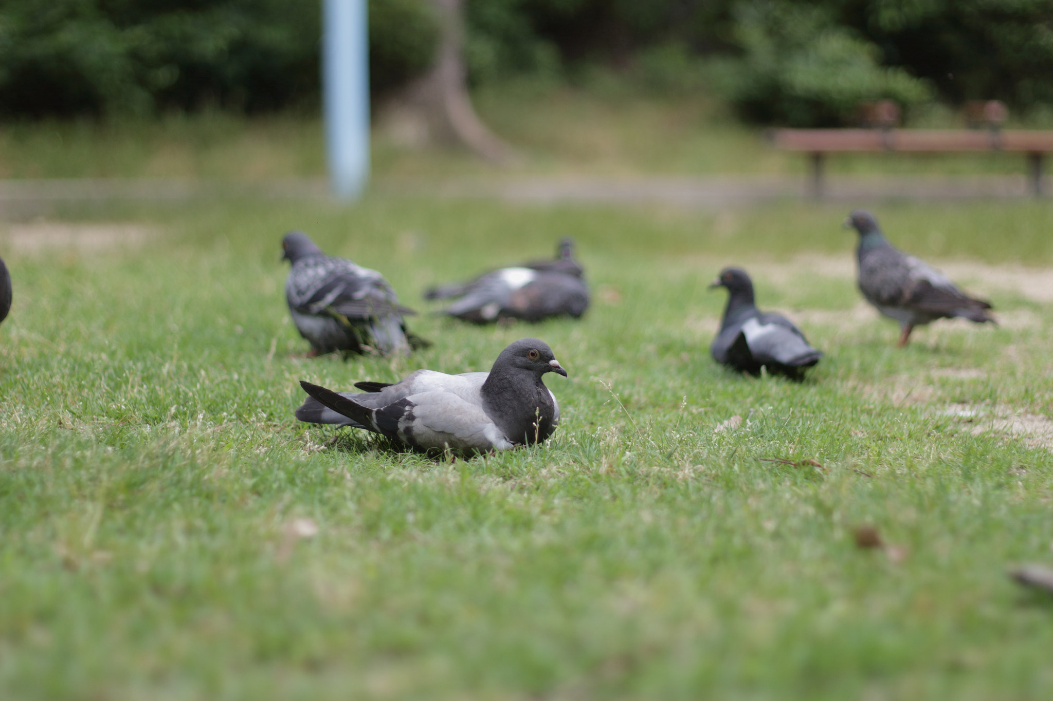 Canon EOS 100D (EOS Rebel SL1 / EOS Kiss X7) + Canon EF 50mm F1.8 II sample photo. Rest feather photography