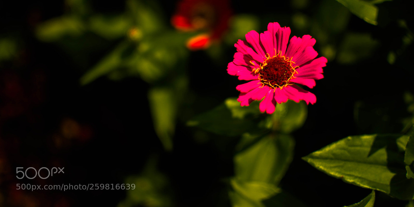 Nikon D7100 sample photo. Pink flower photography
