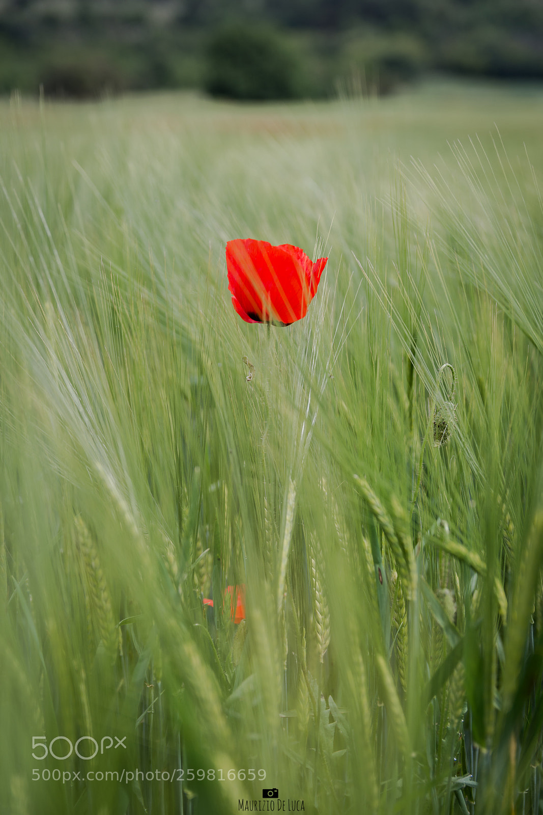 Nikon D7200 sample photo. Just photography