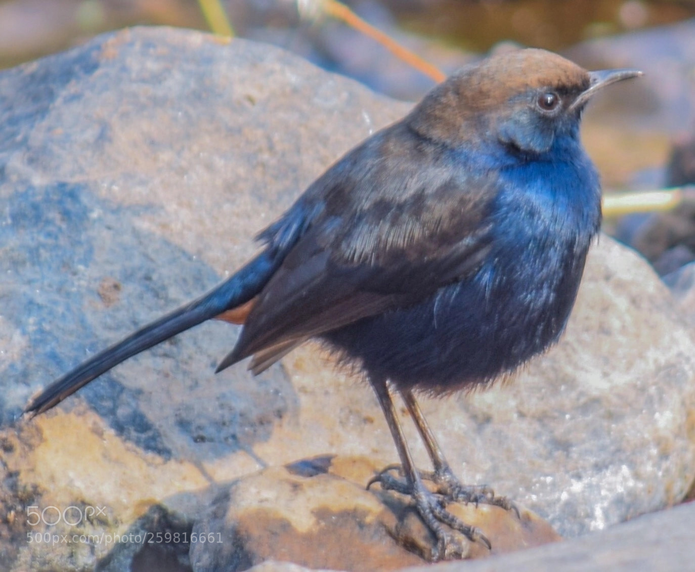 Nikon D5300 sample photo. Residents of valley- indian photography