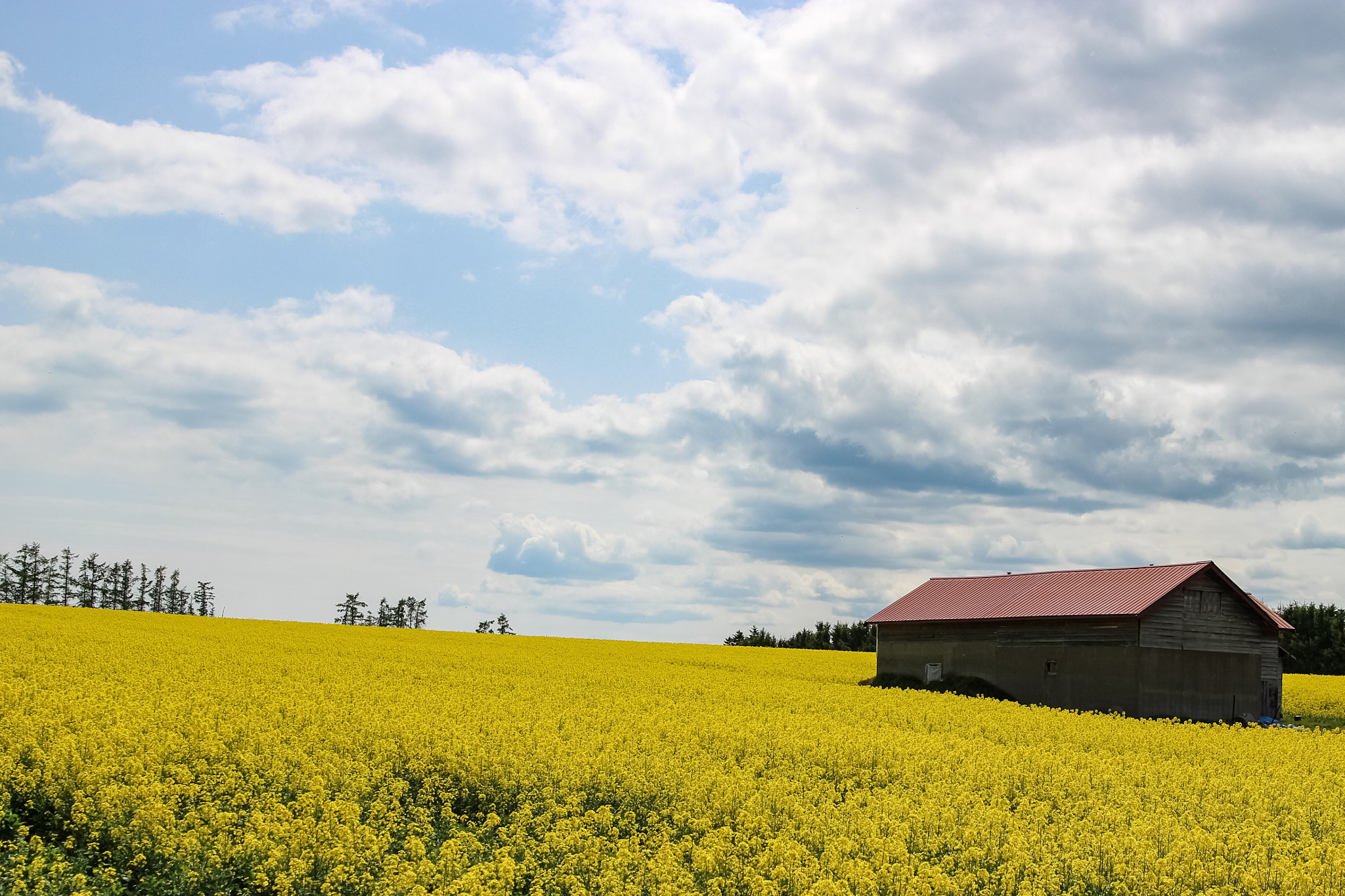 Canon EOS M2 sample photo. Rape field photography