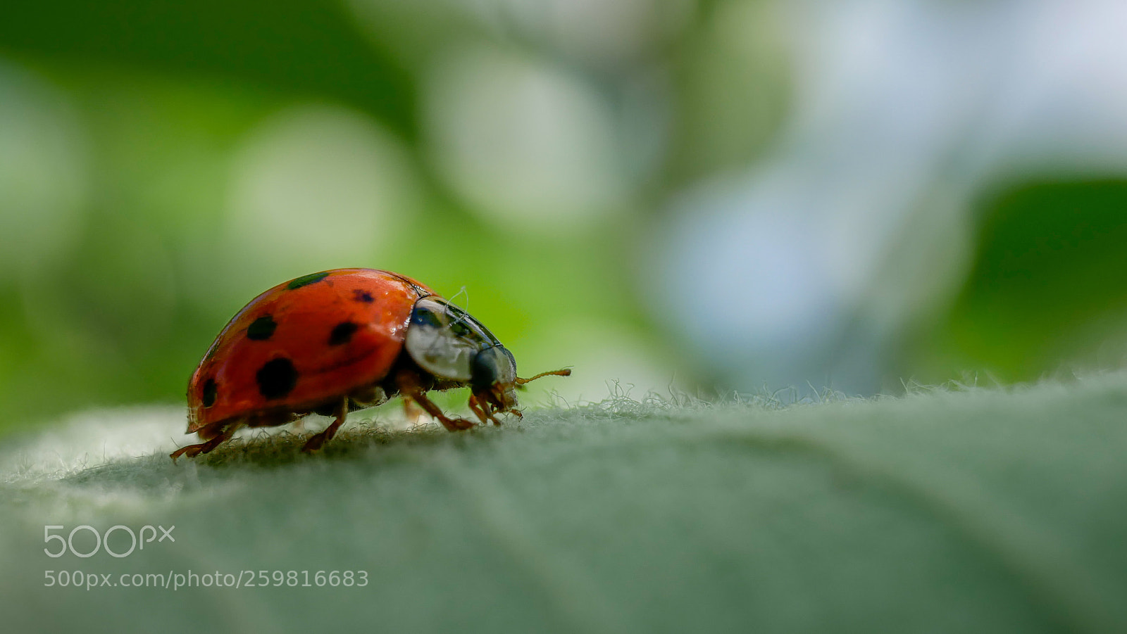 Panasonic Lumix DMC-GX85 (Lumix DMC-GX80 / Lumix DMC-GX7 Mark II) sample photo. Ladybird photography