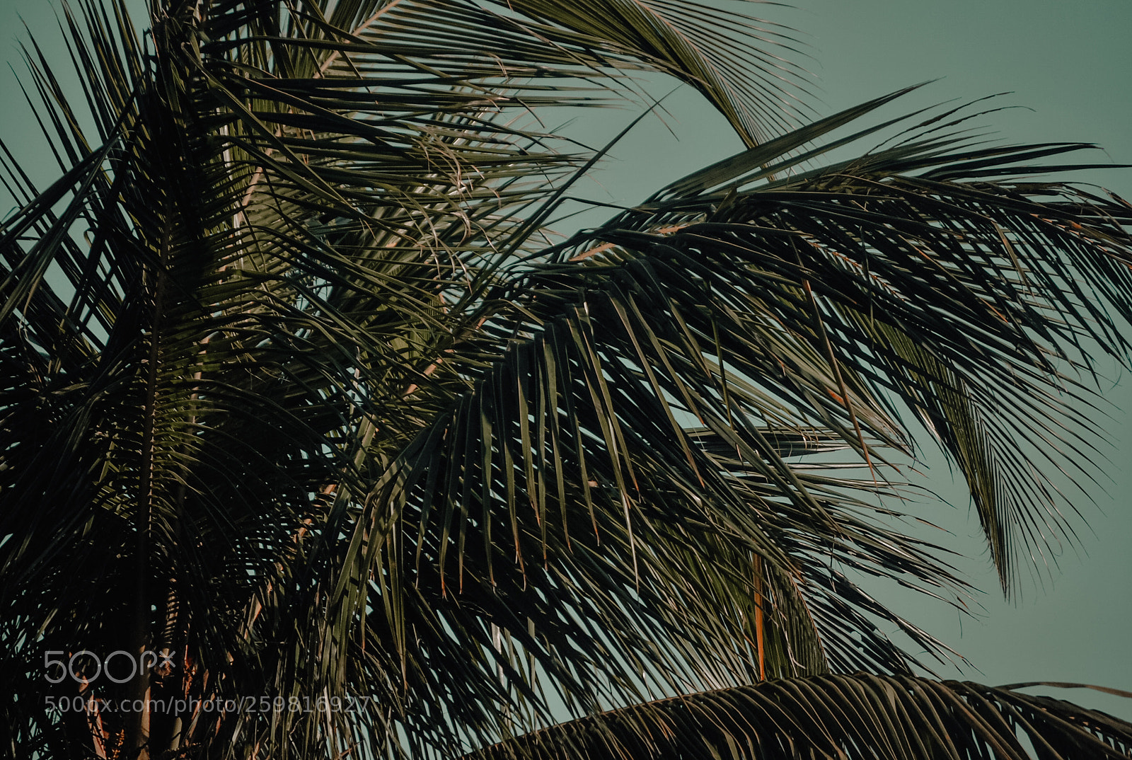 Nikon D60 sample photo. Untitled photography