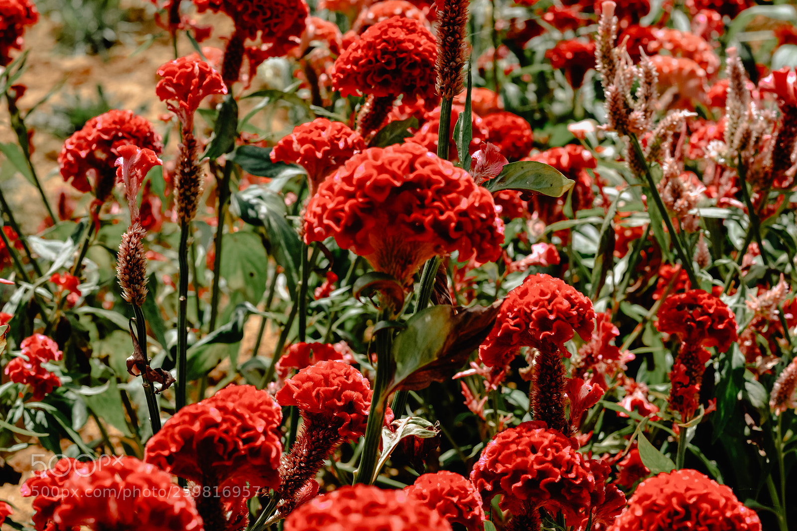 Nikon D3100 sample photo. Untitled photography