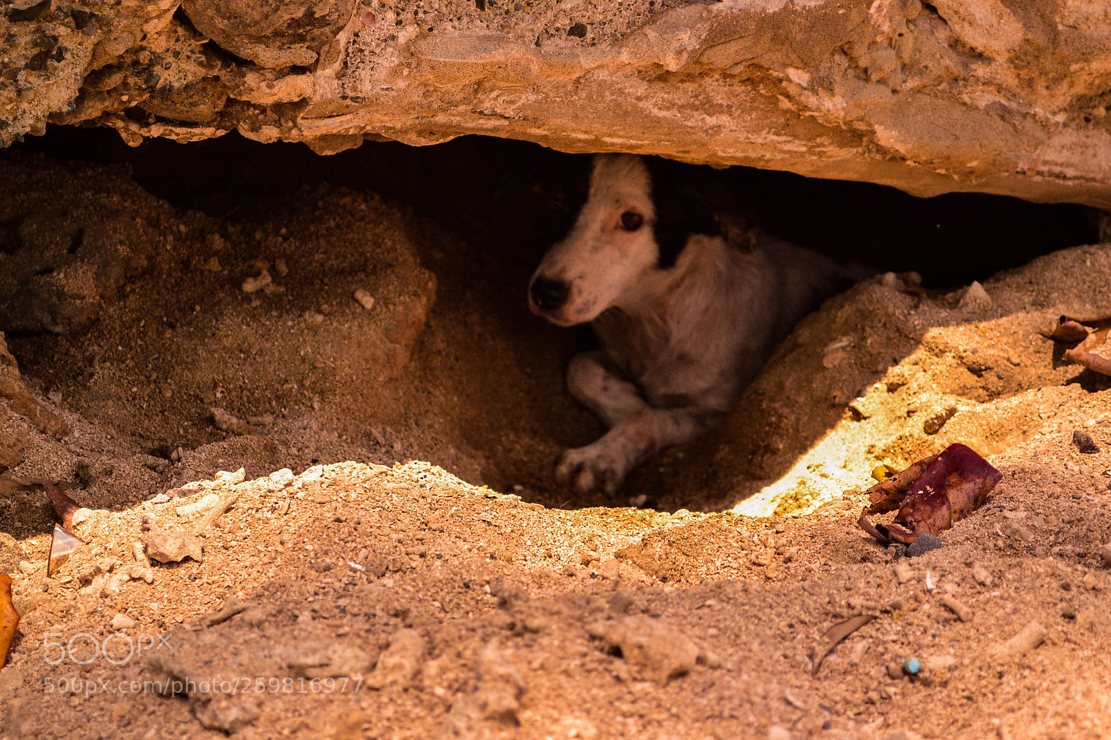 Nikon D3100 sample photo. Burrow photography