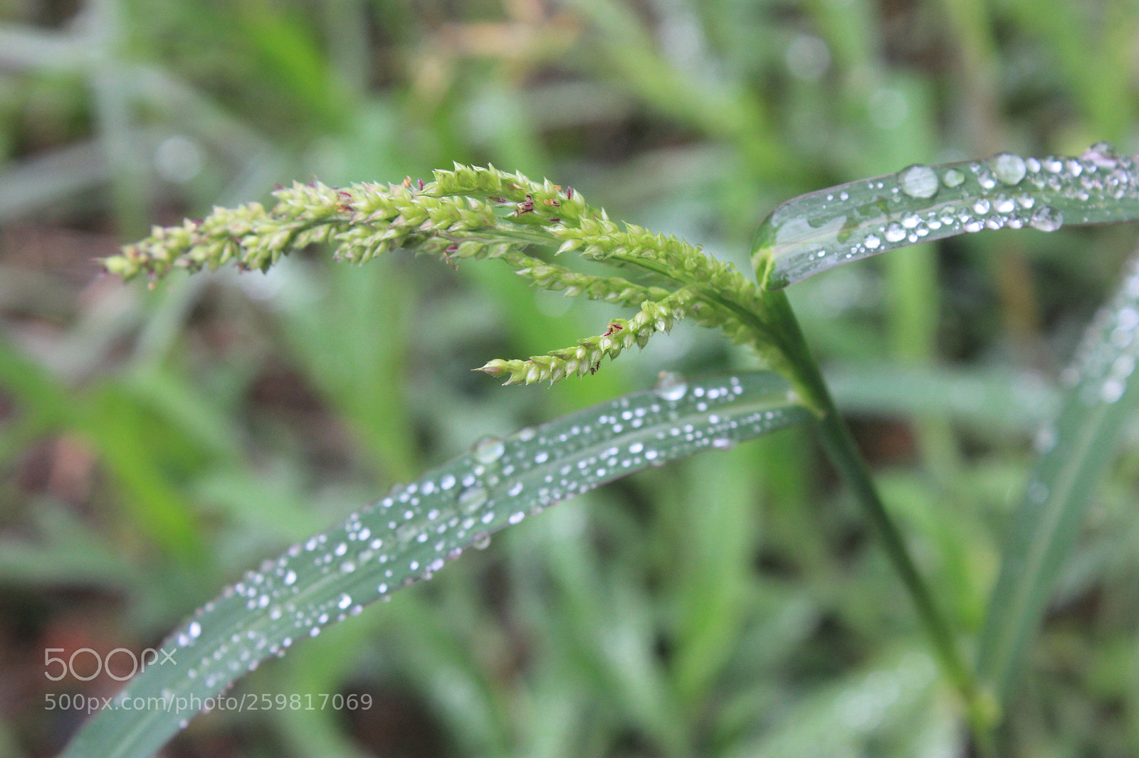 Canon EF-S 18-55mm F3.5-5.6 IS sample photo. Growing photography