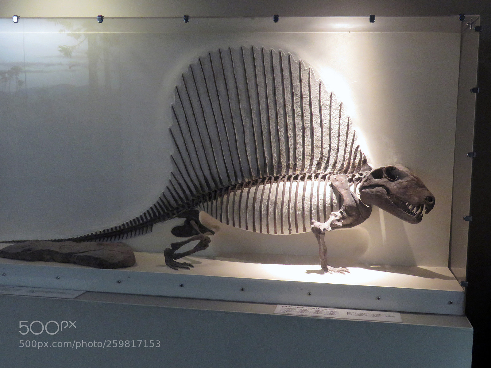 Canon PowerShot SX60 HS sample photo. Dimetrodon photography