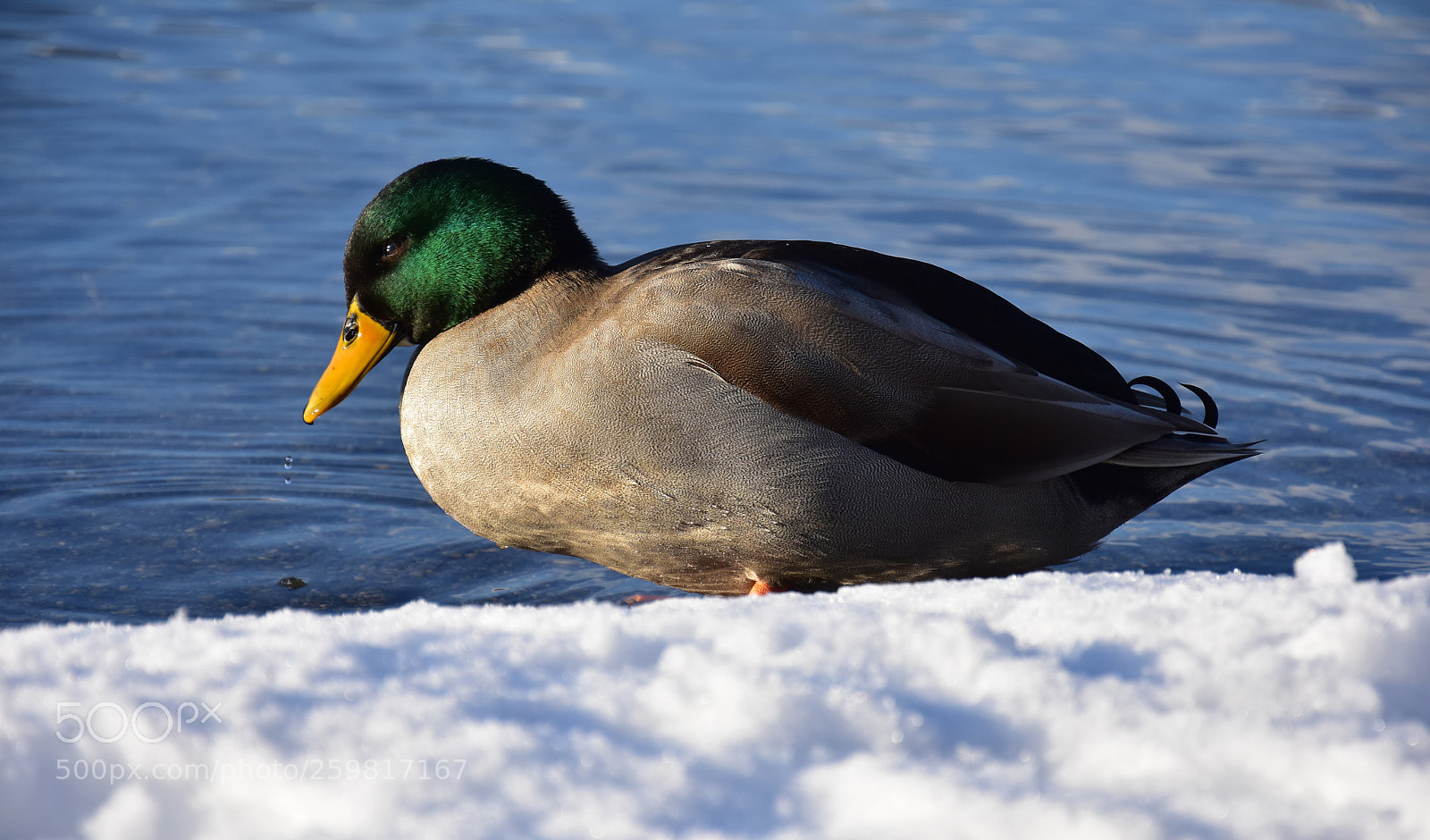 Nikon D3400 sample photo. Mallard duck photography